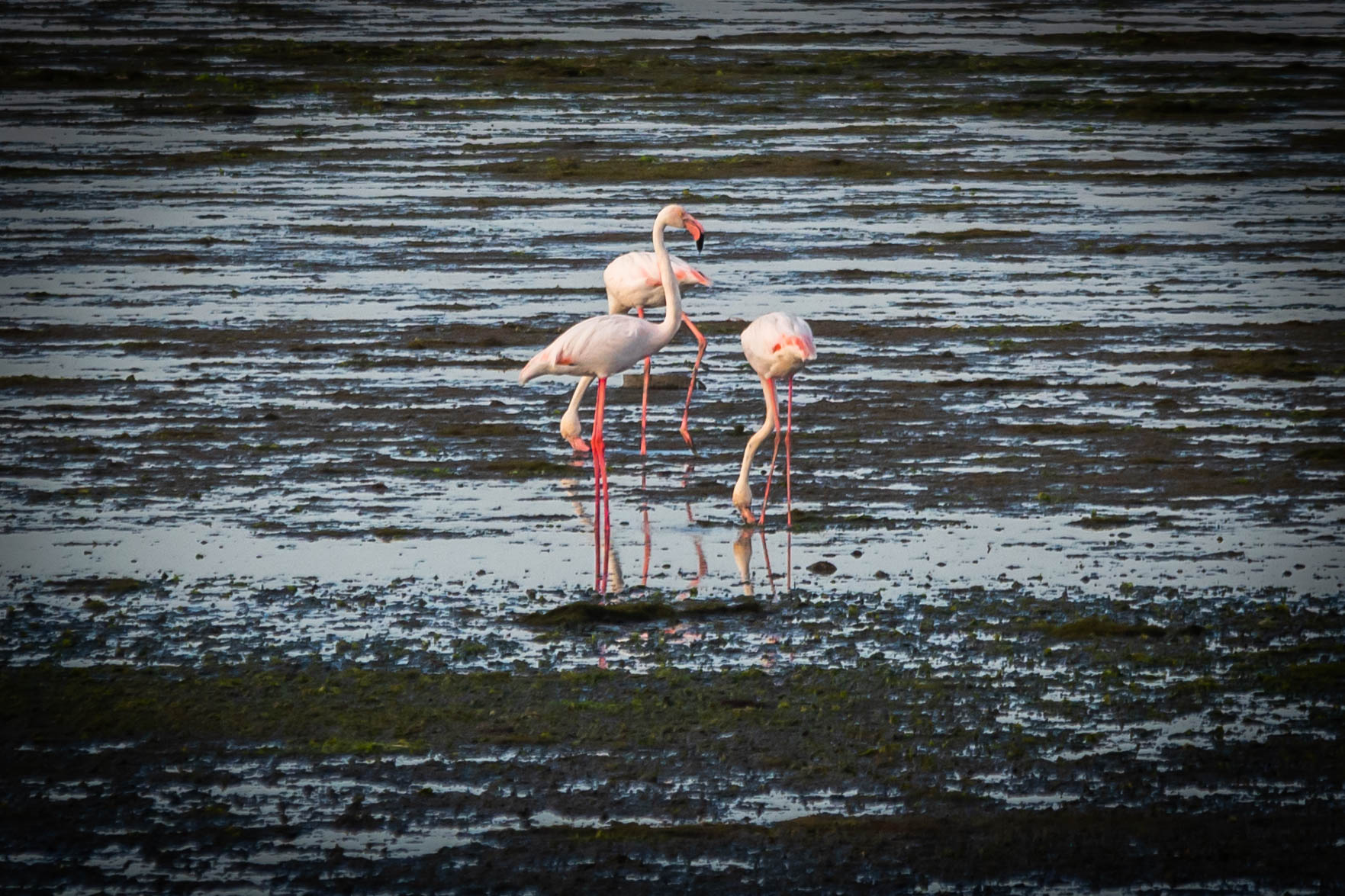 Fenicotteri in laguna