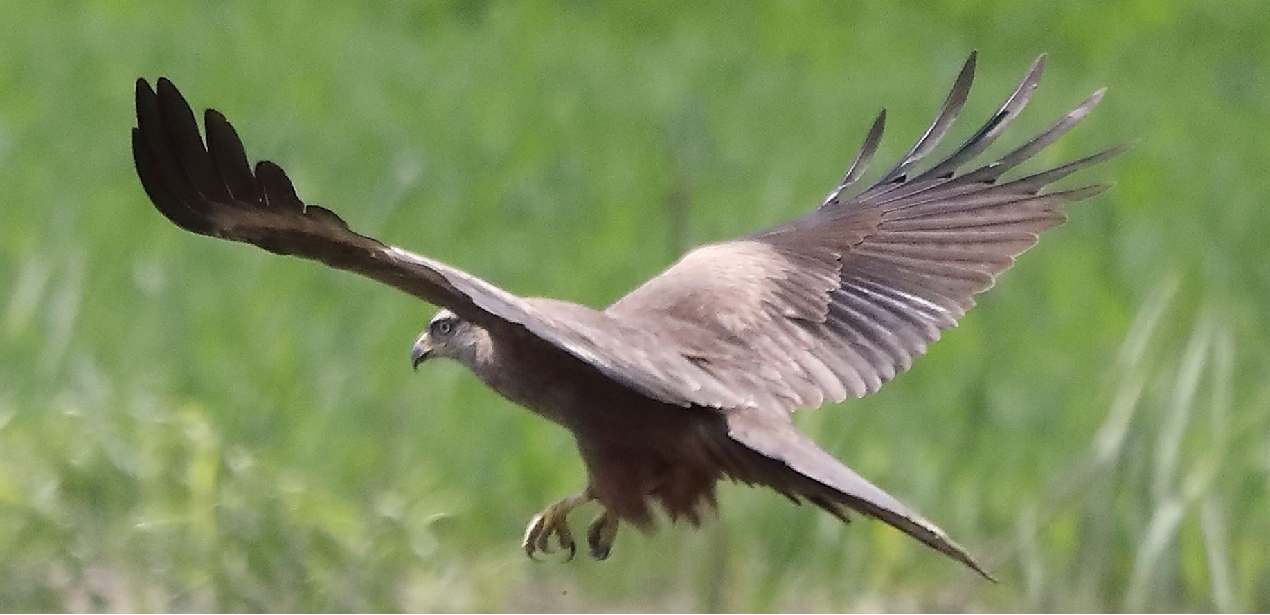 Nibbio bruno 27-04-2022