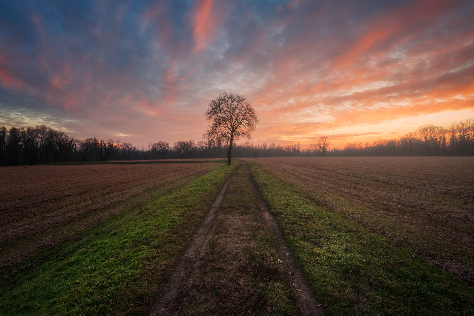 L'alberello dietro casa