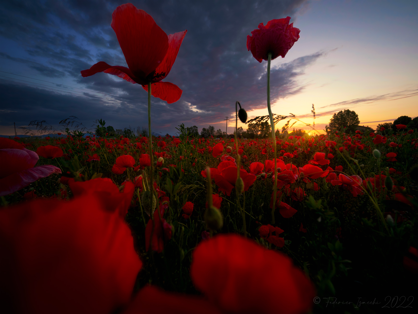 Poppies