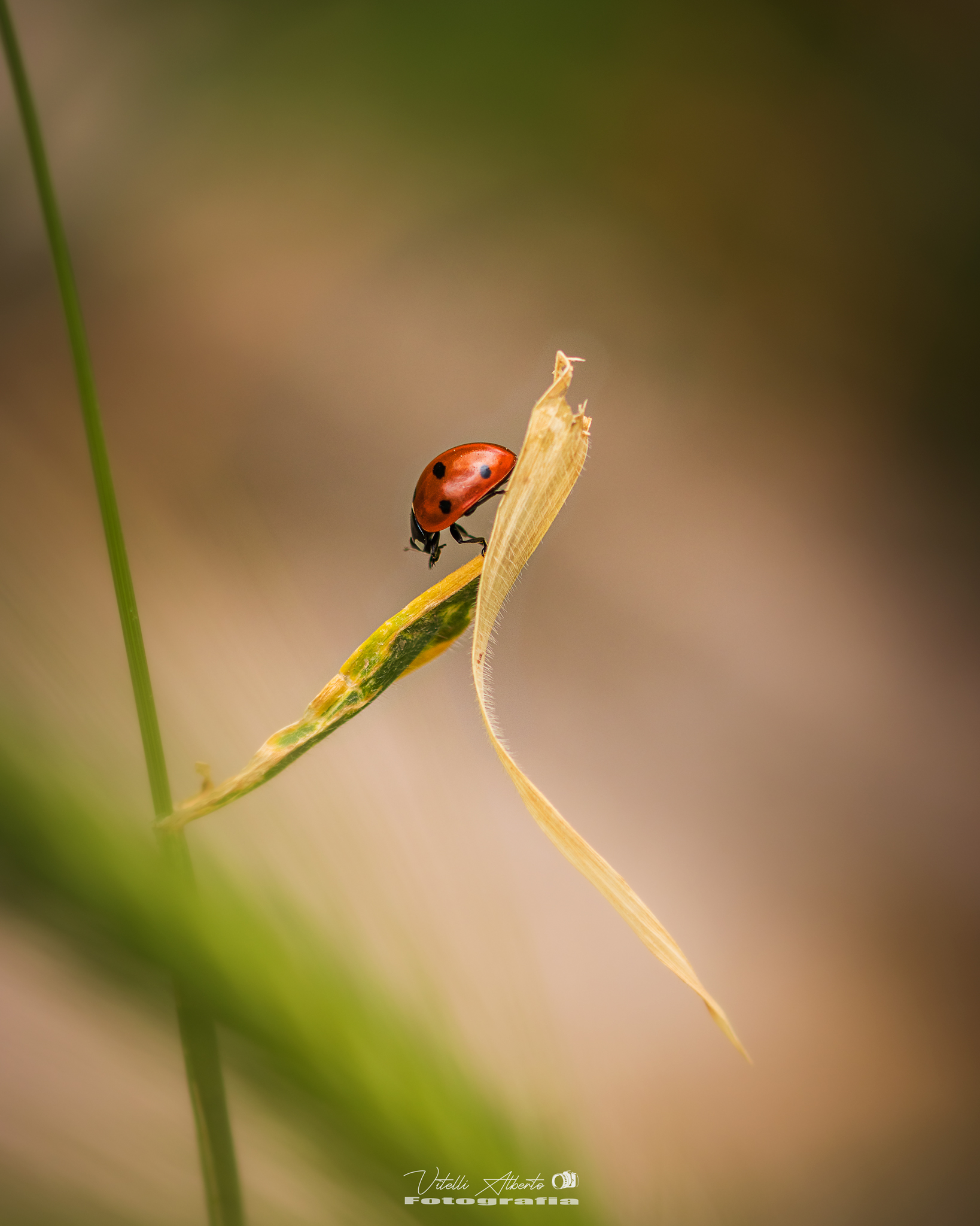 Ladybug