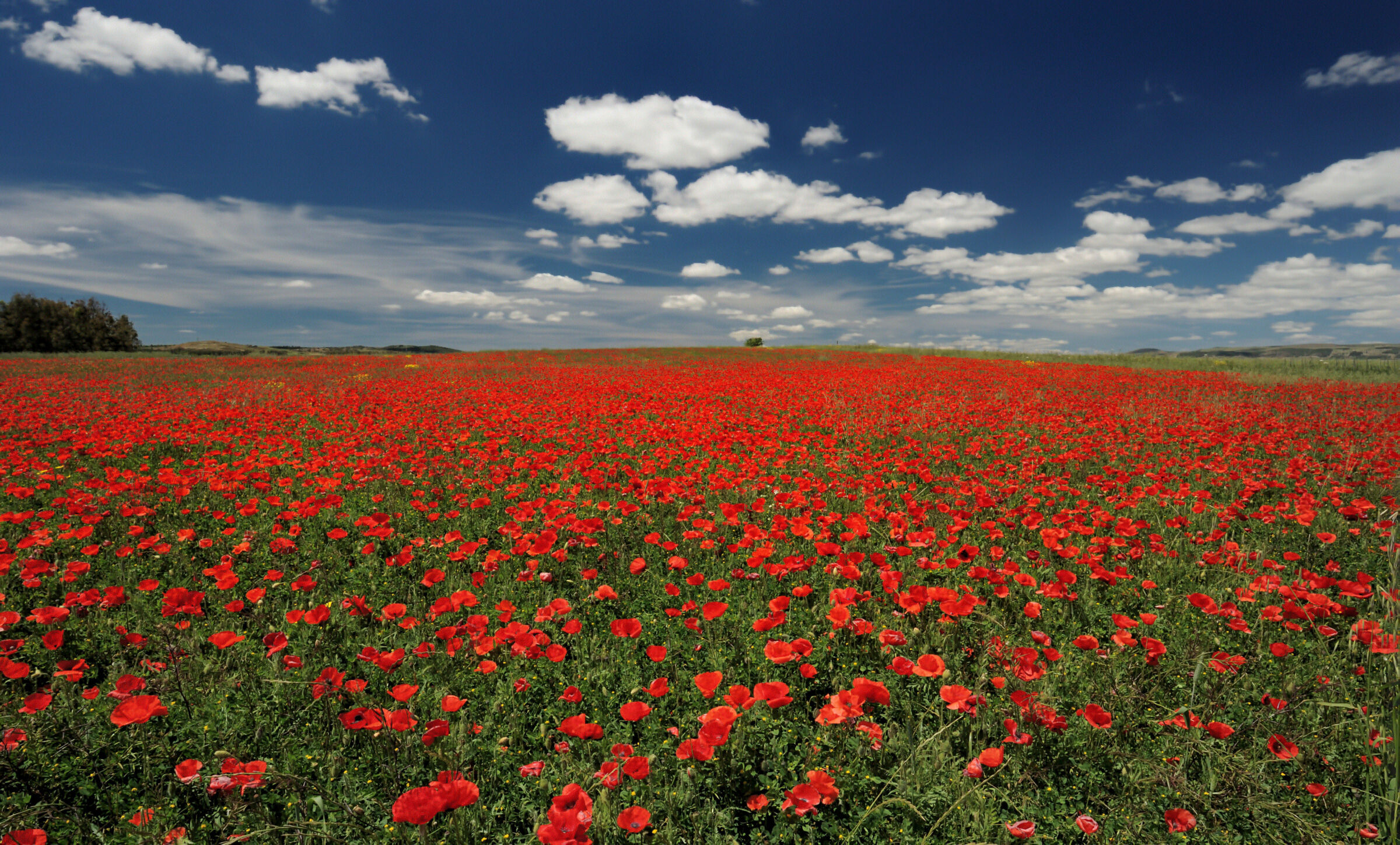 A sea of poppies