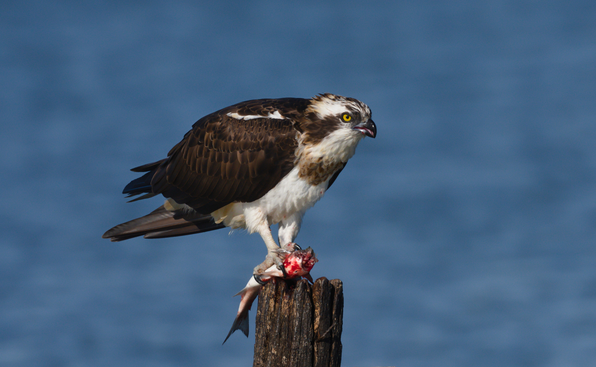 Osprey