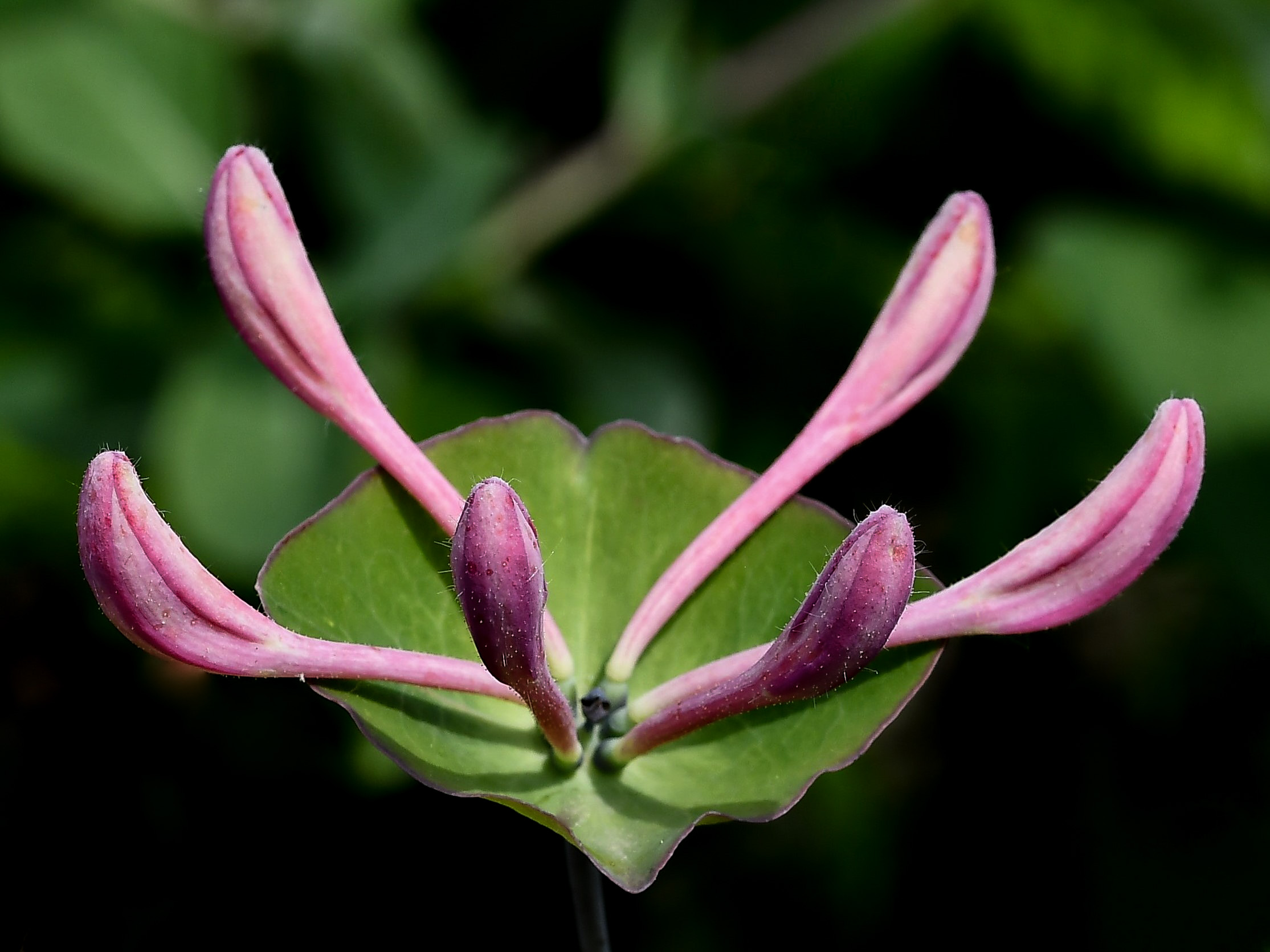 Honeysuckle