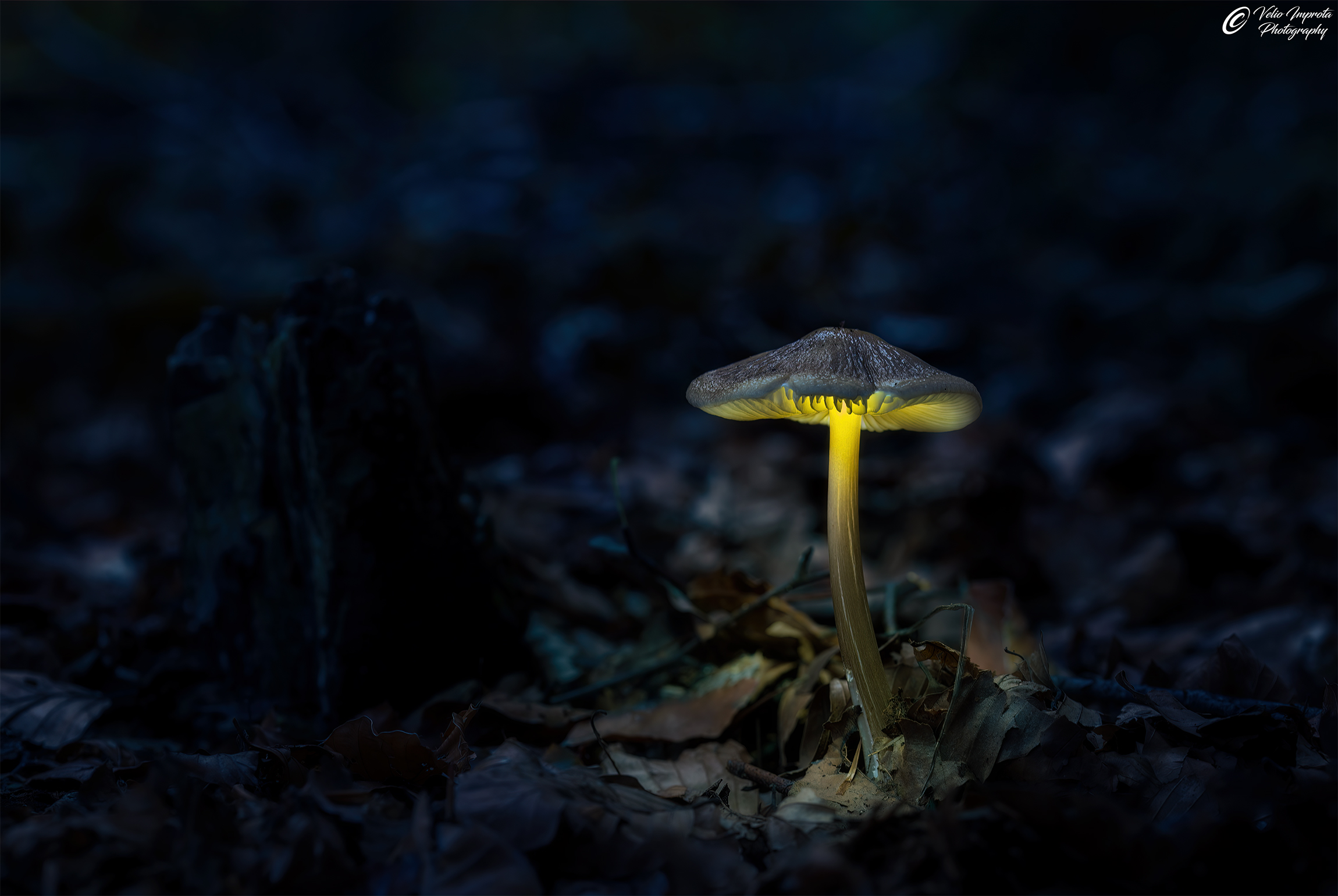 A lantern in the dark