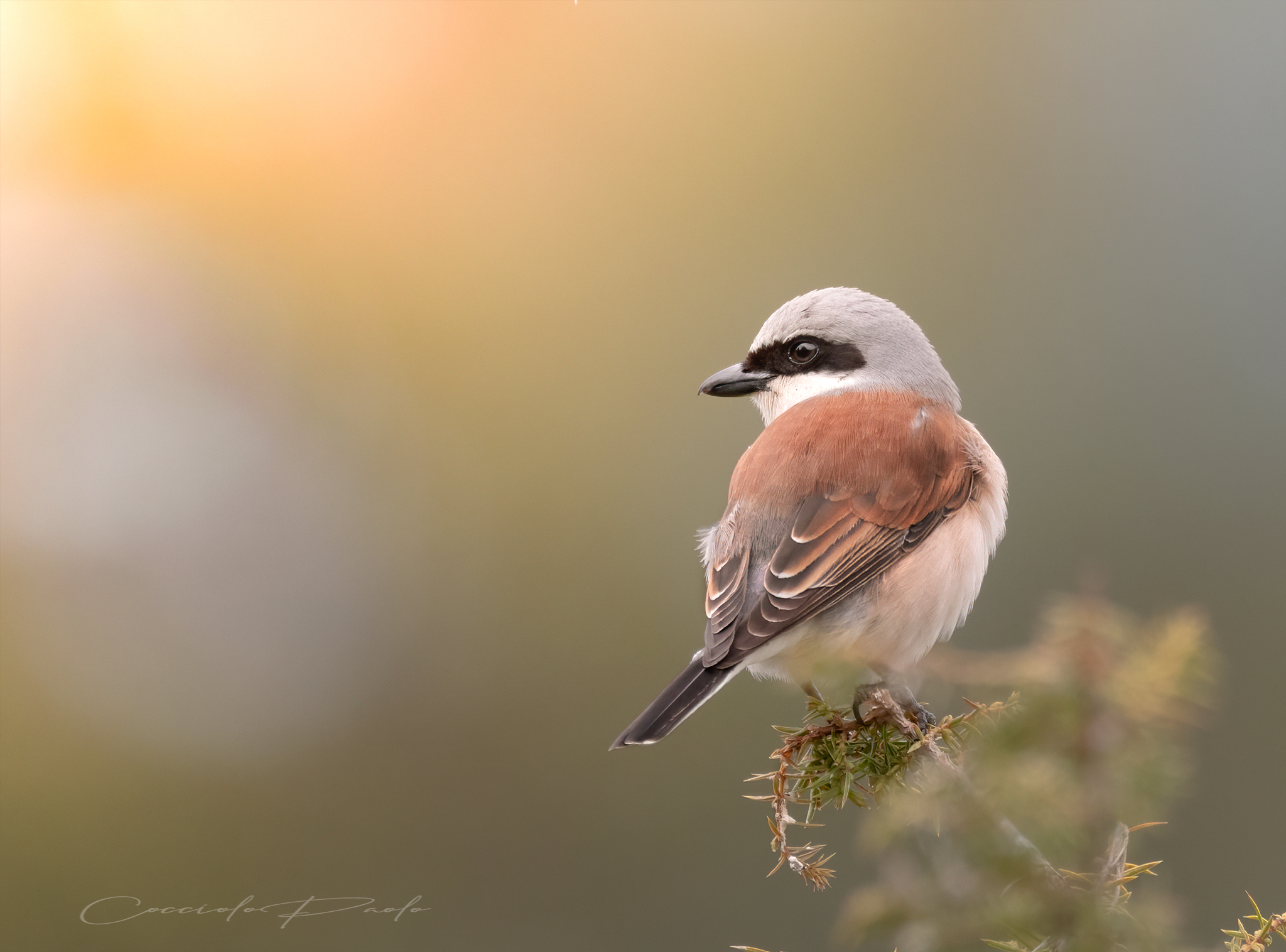 Averla piccola maschio