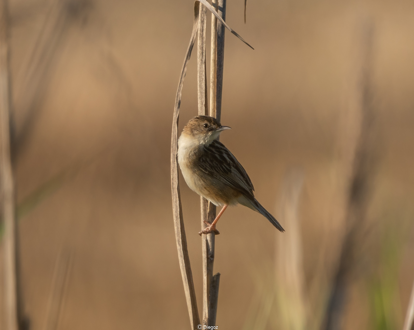 flycatcher