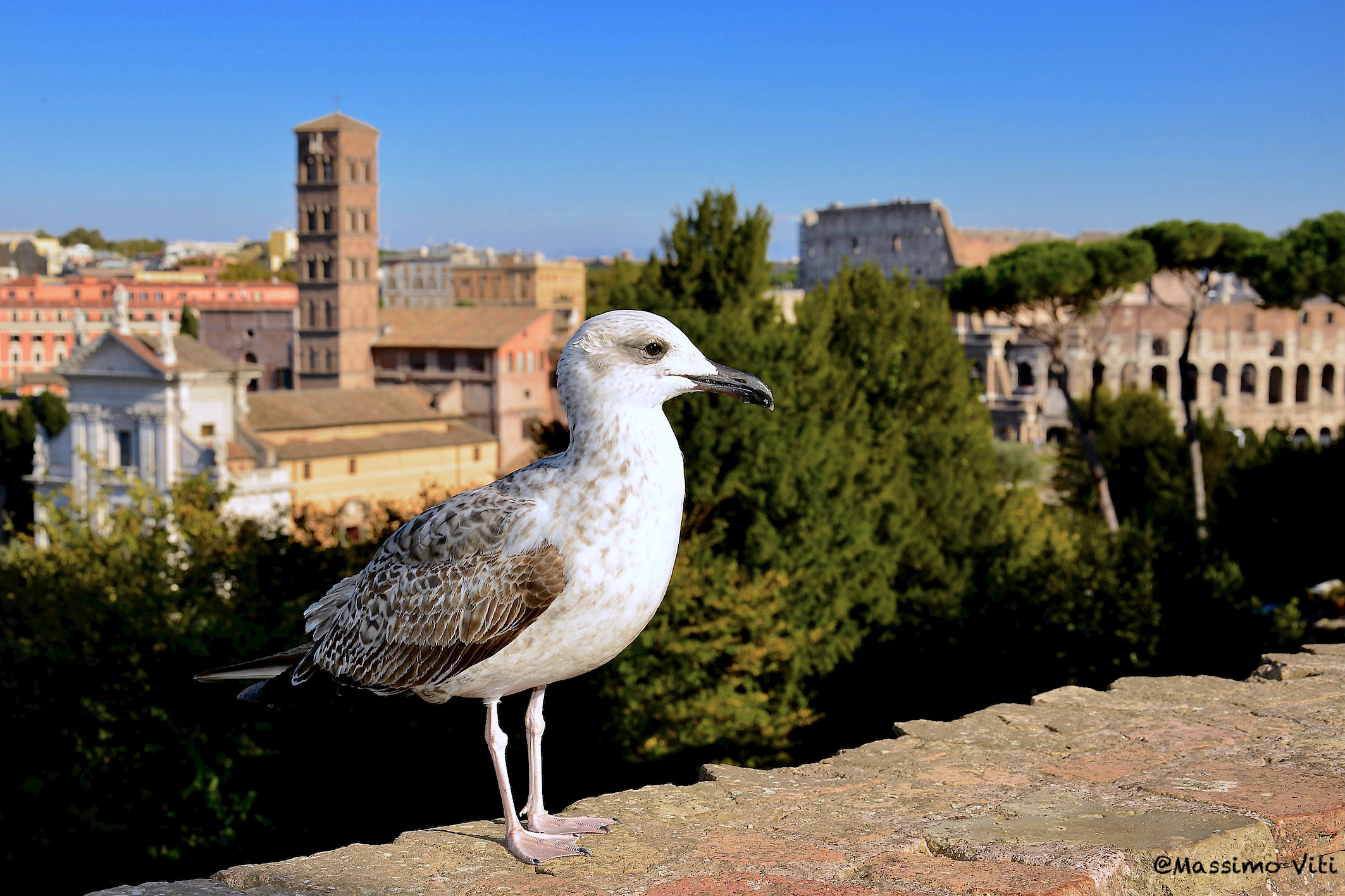 Gabbiano vanitoso in posa ....