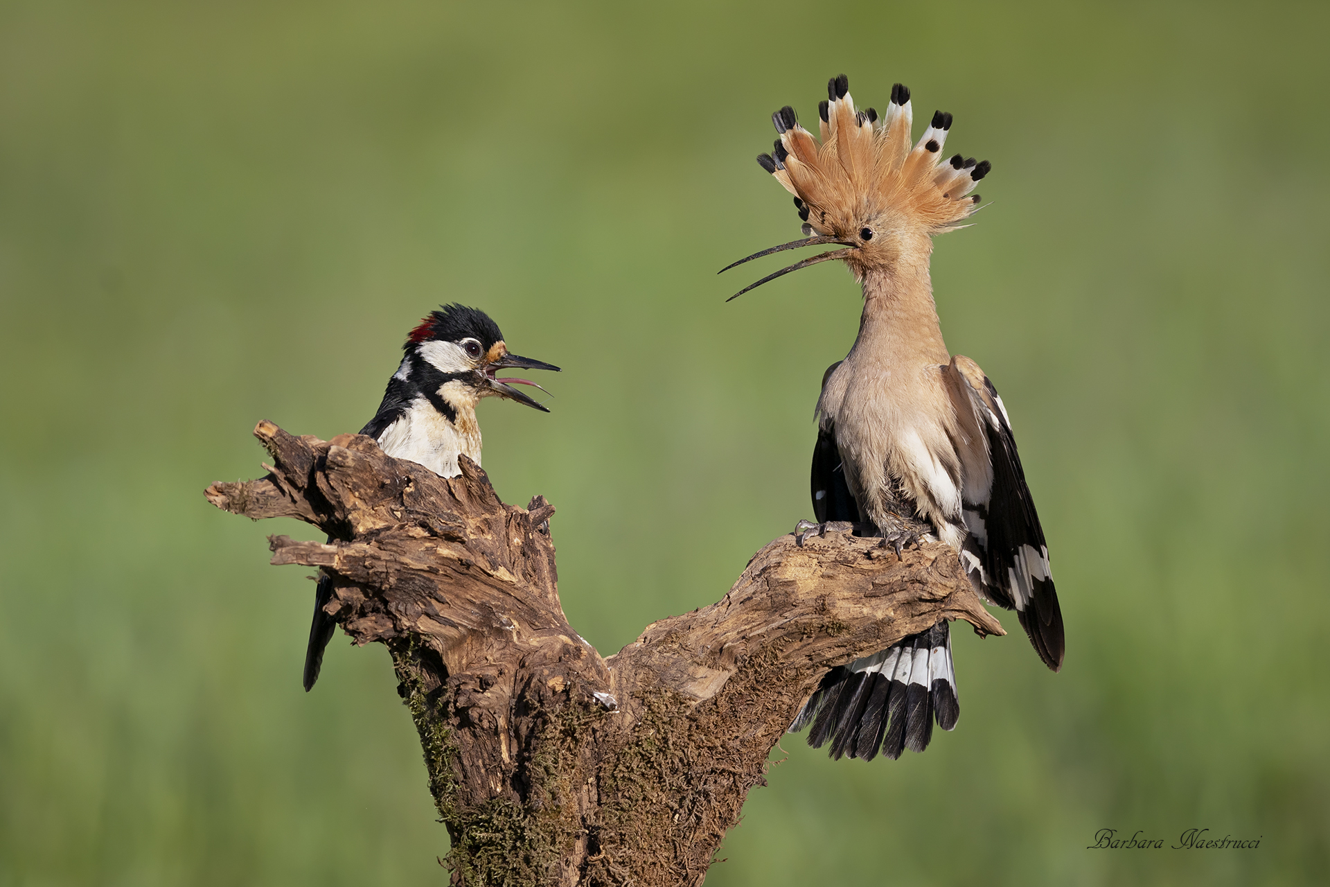 Angry Red Woodpecker...