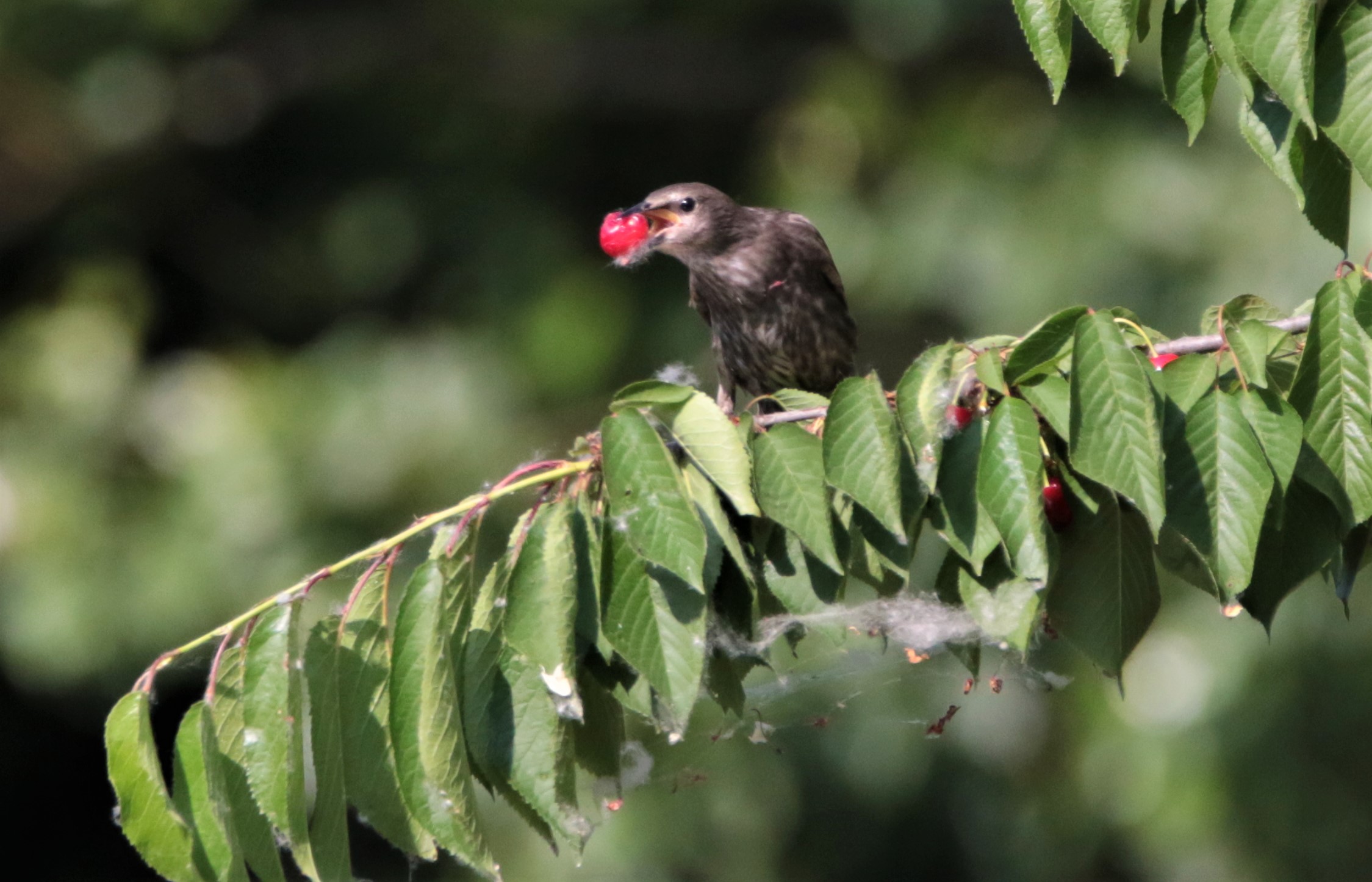 giovane tordo goloso!