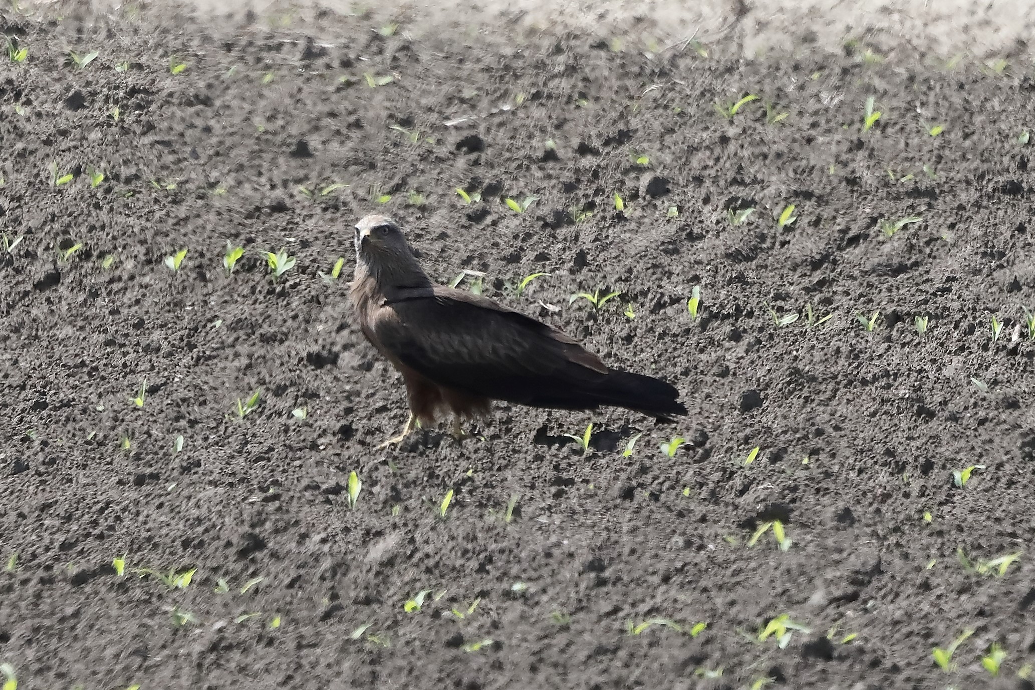 nibbio bruno 27-04-2022