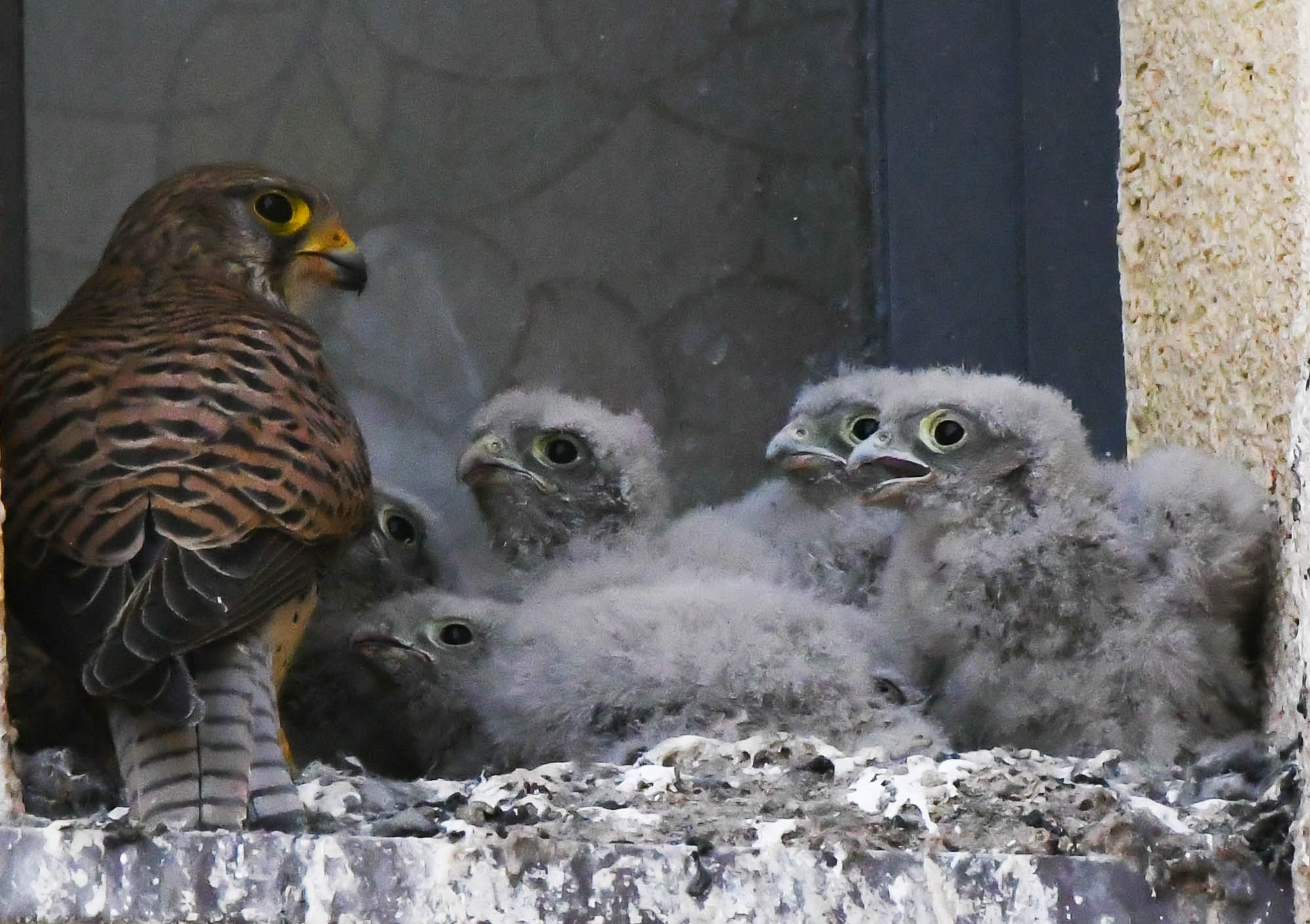 Nato a Varsavia 2022c