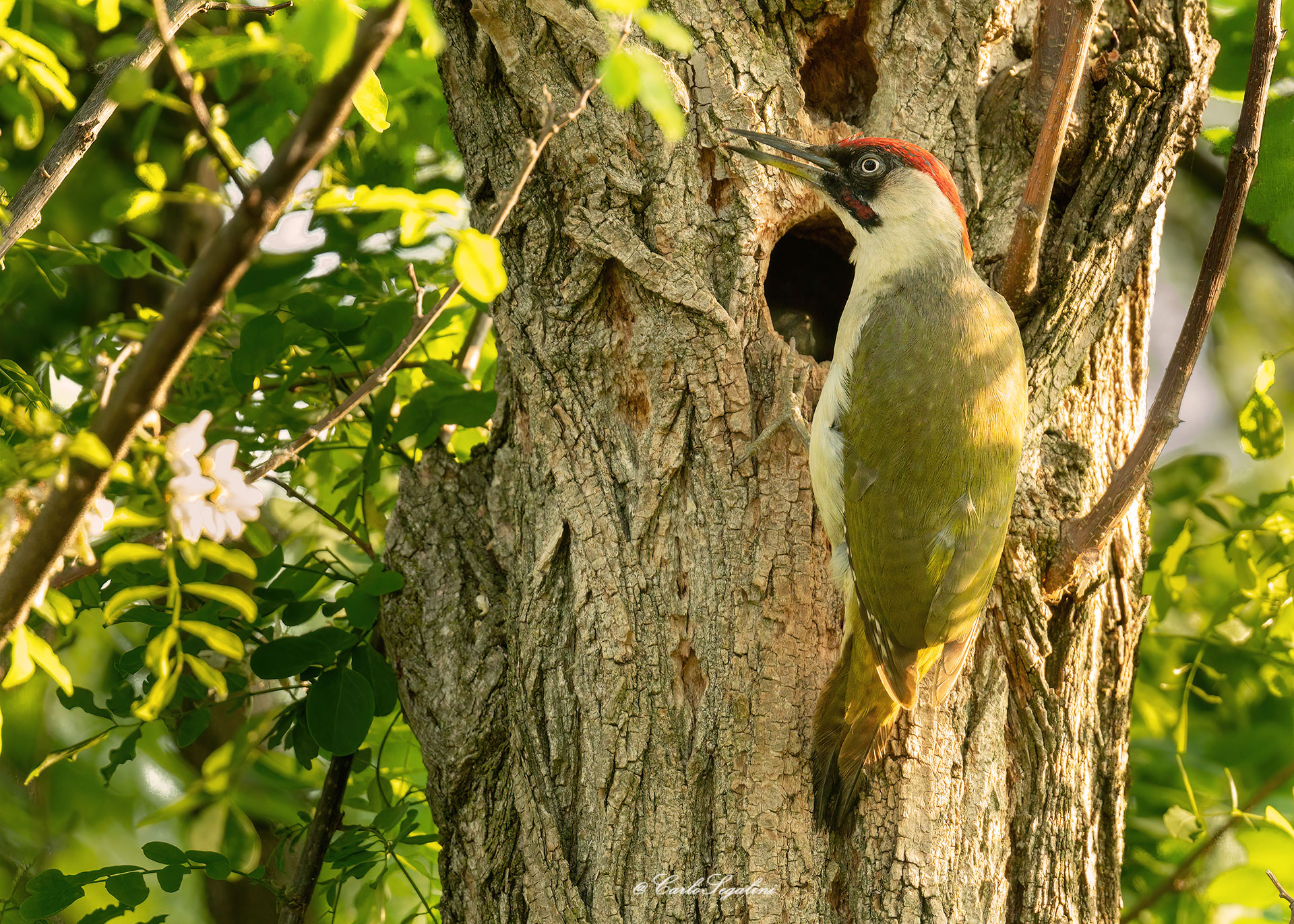 Fiocco rosa al nido...