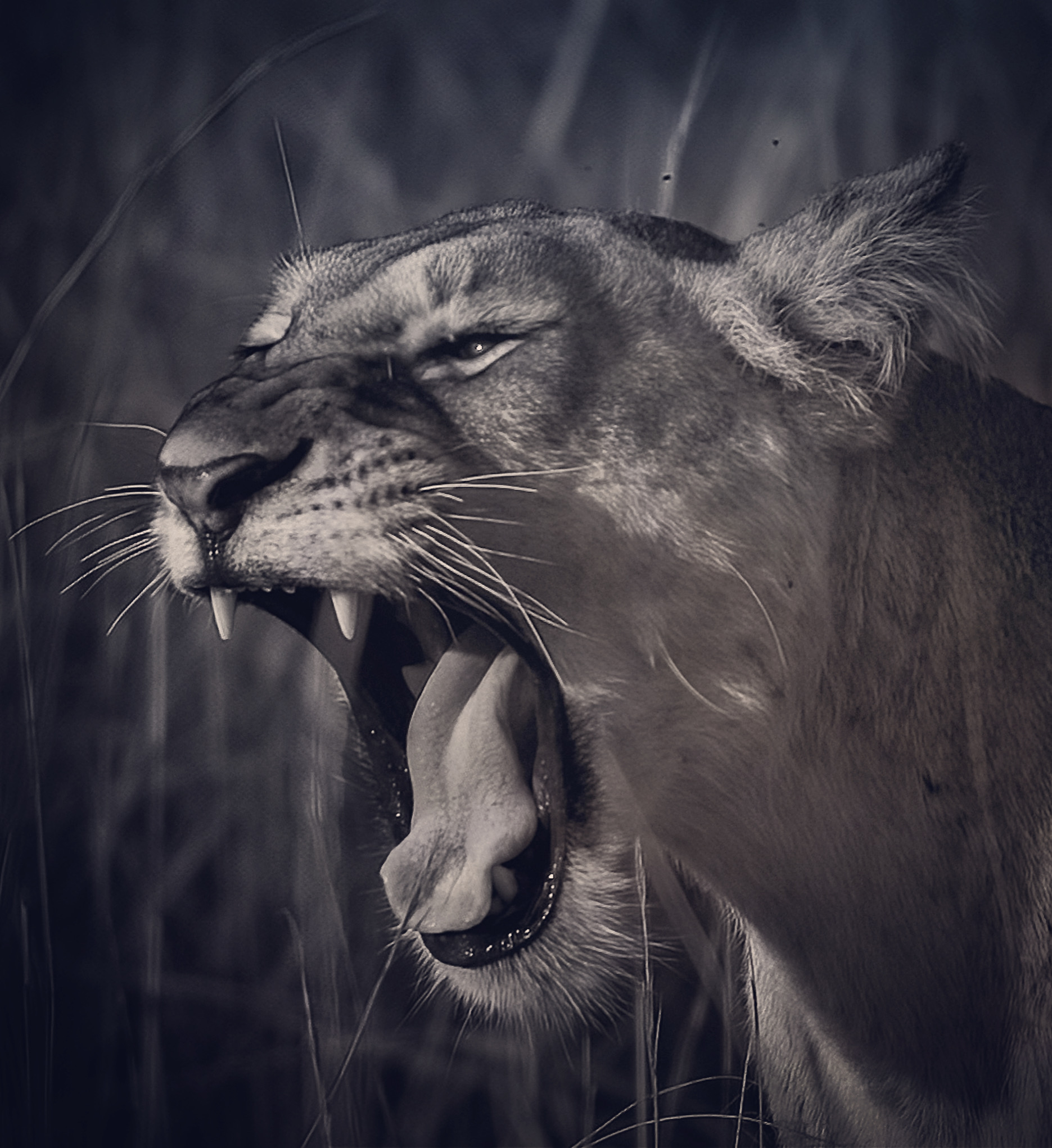 Lioness hunting Murchison falls