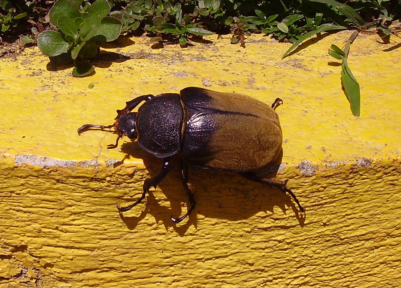 Coleottero