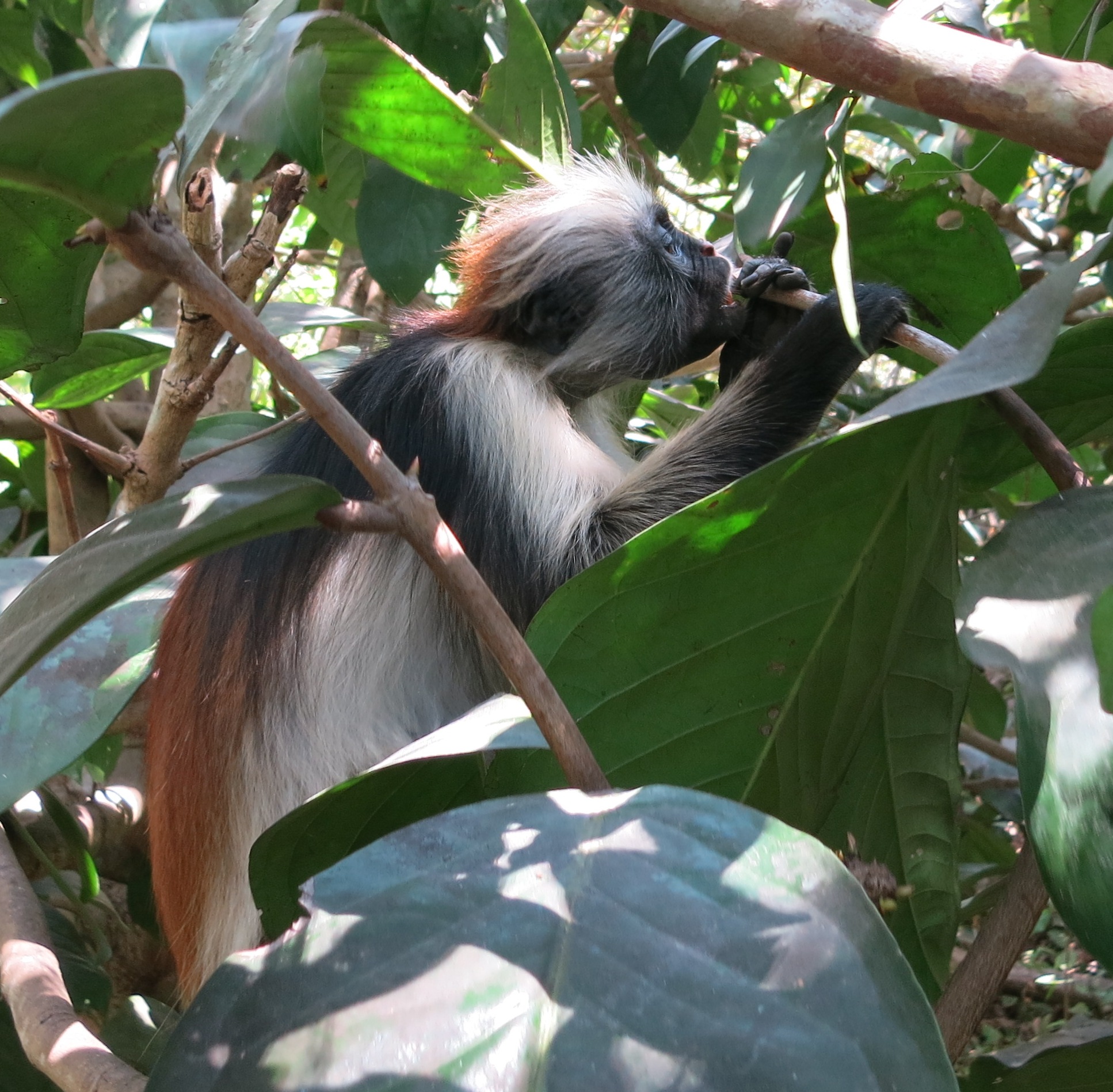 Colobo rosso (foresta di Jozani; Zanzibar)