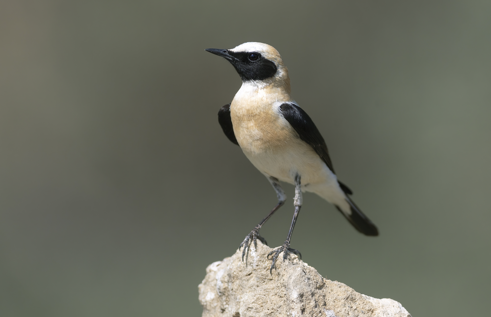 monachella occidentale