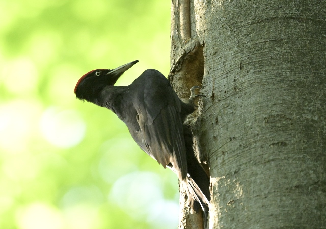 Black woodpecker