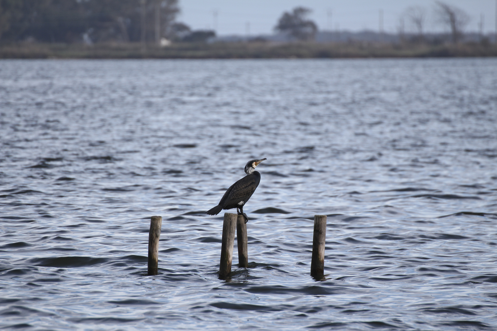 Villa Fogliano  Latina 2