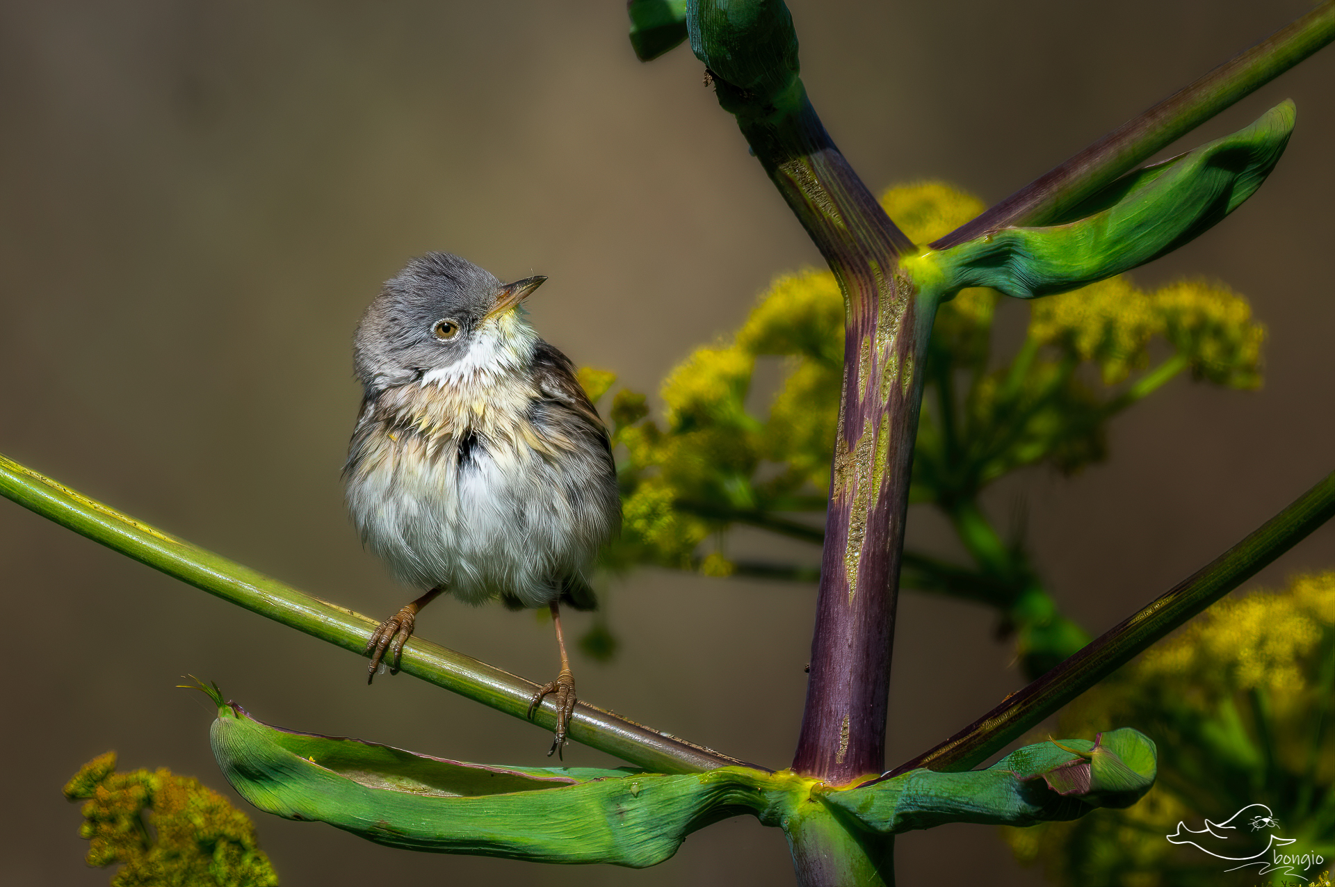 whitethroat
