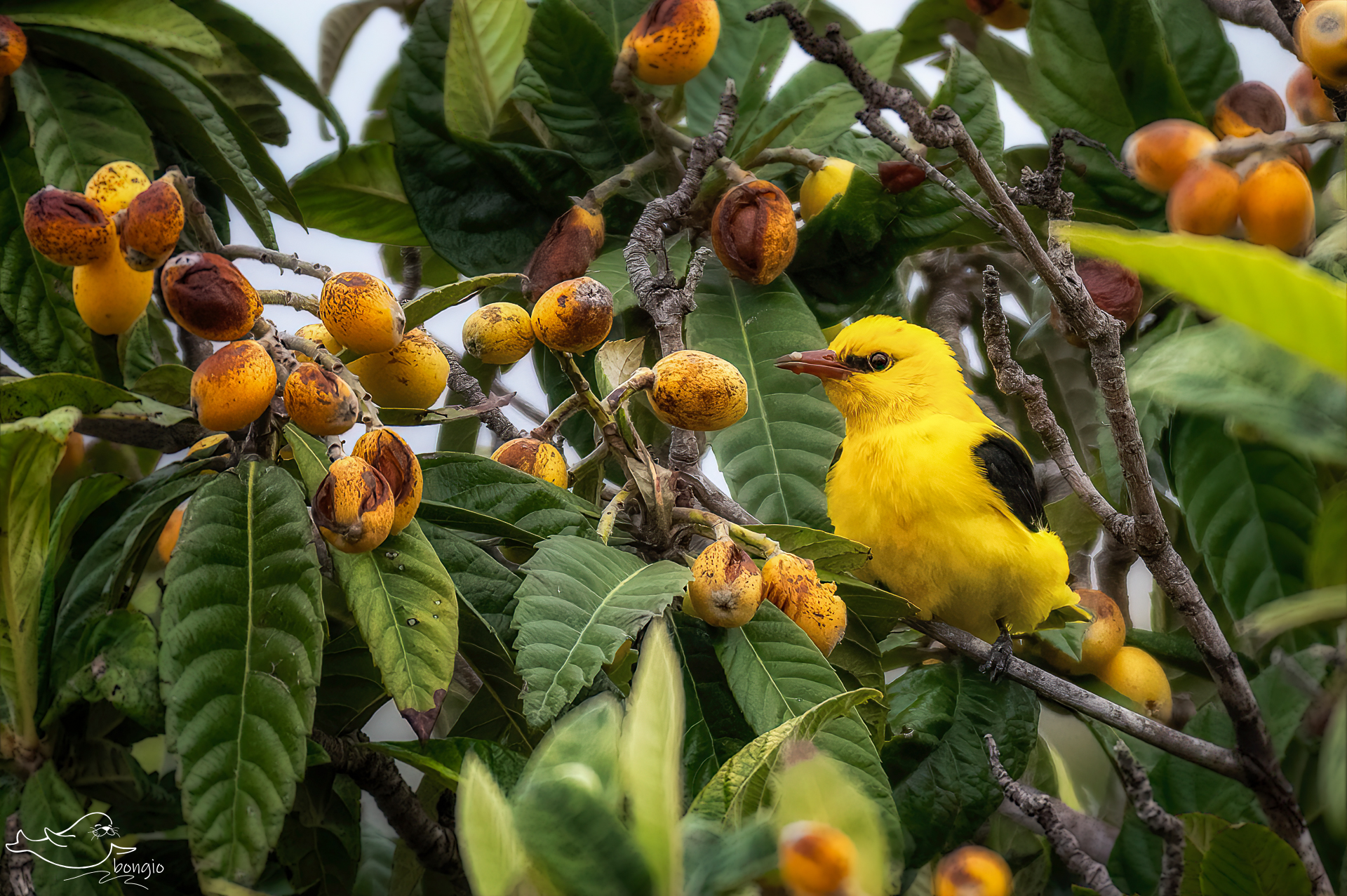 golden oriole