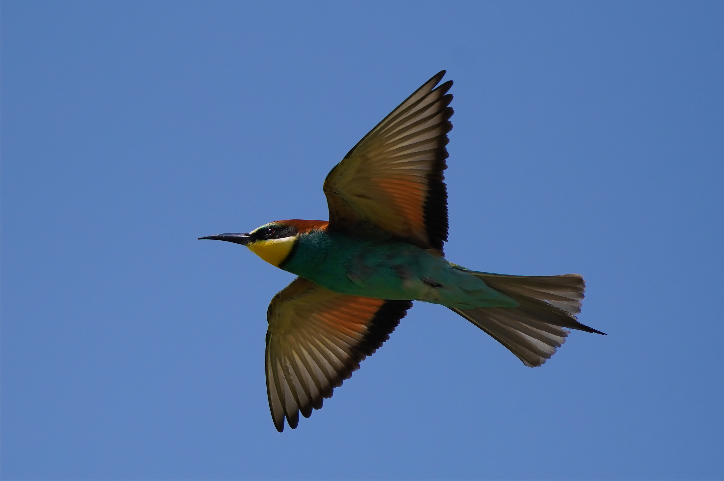 Flight