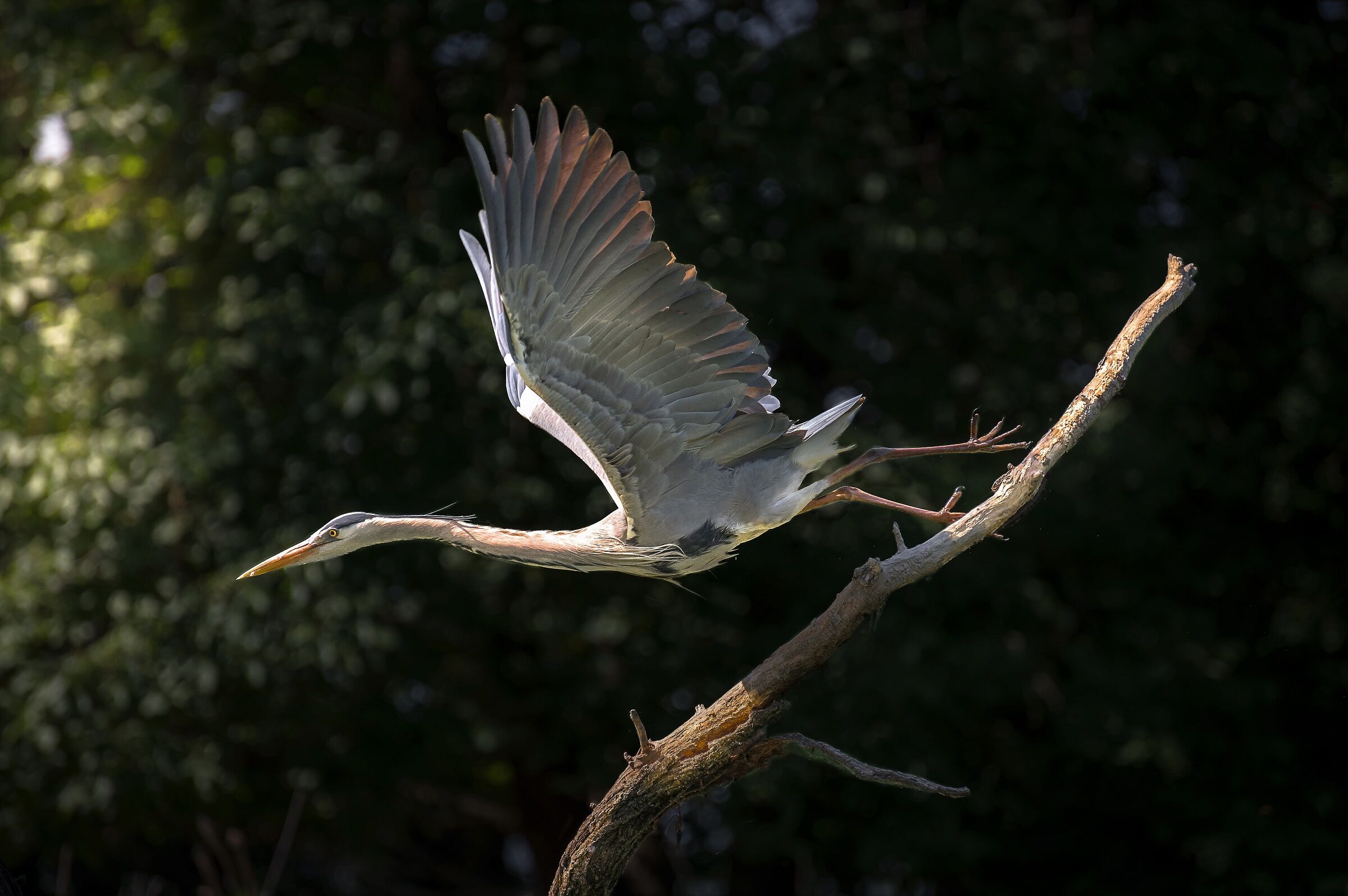 The shot of the Heron