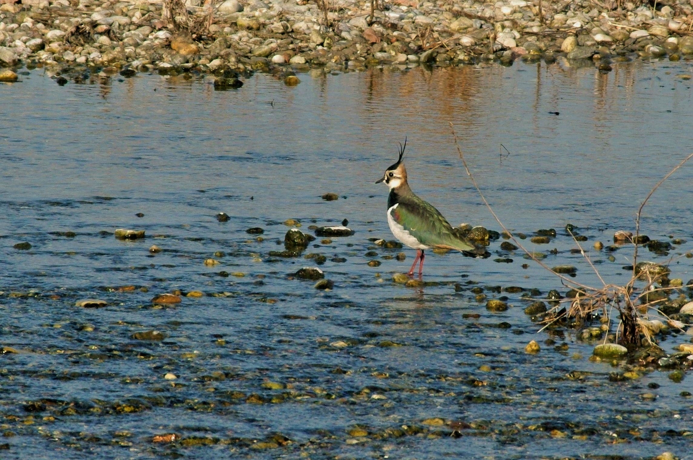Lapwing