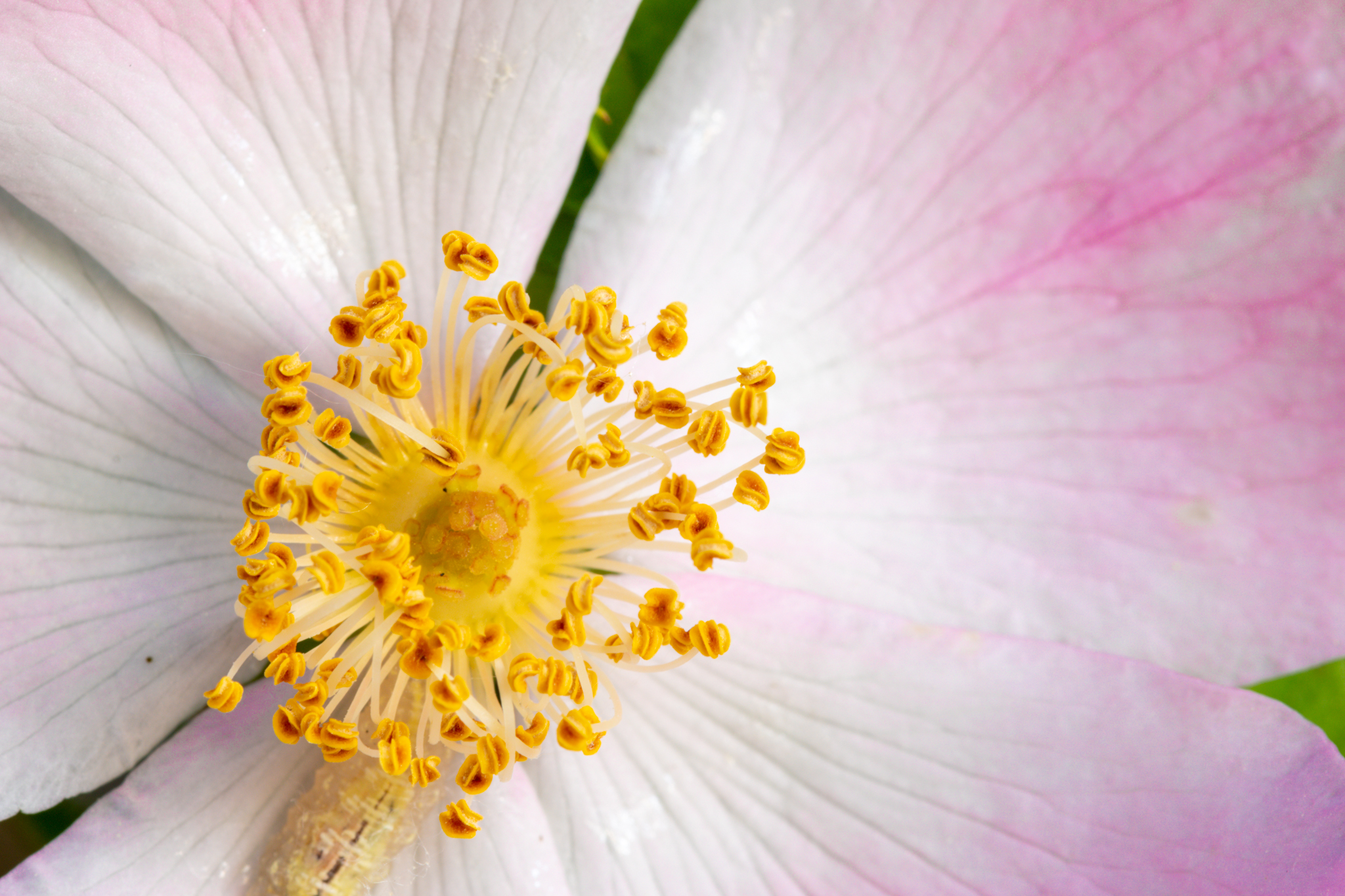 Flower with caterpillar