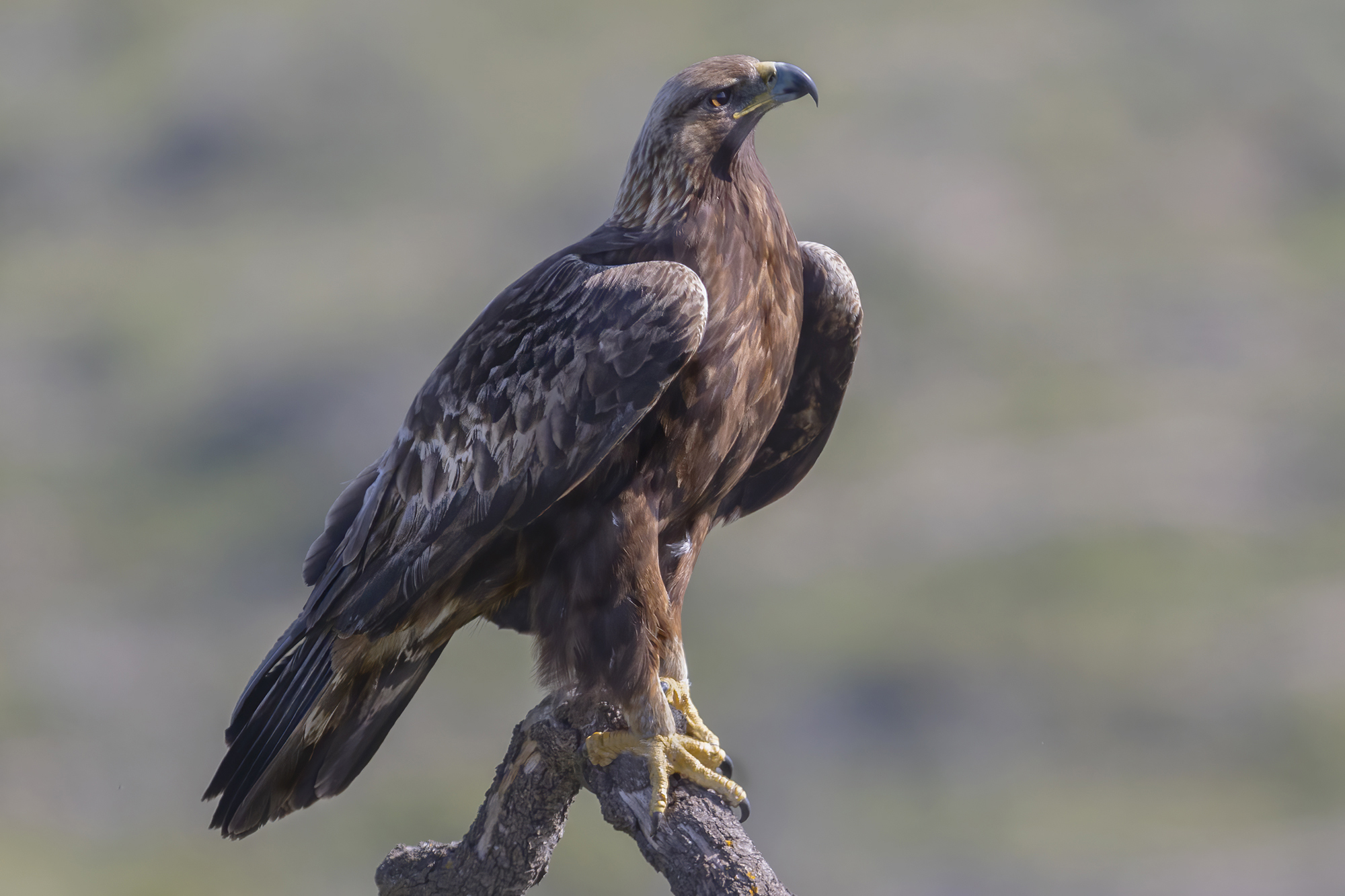 aquila reale maschio