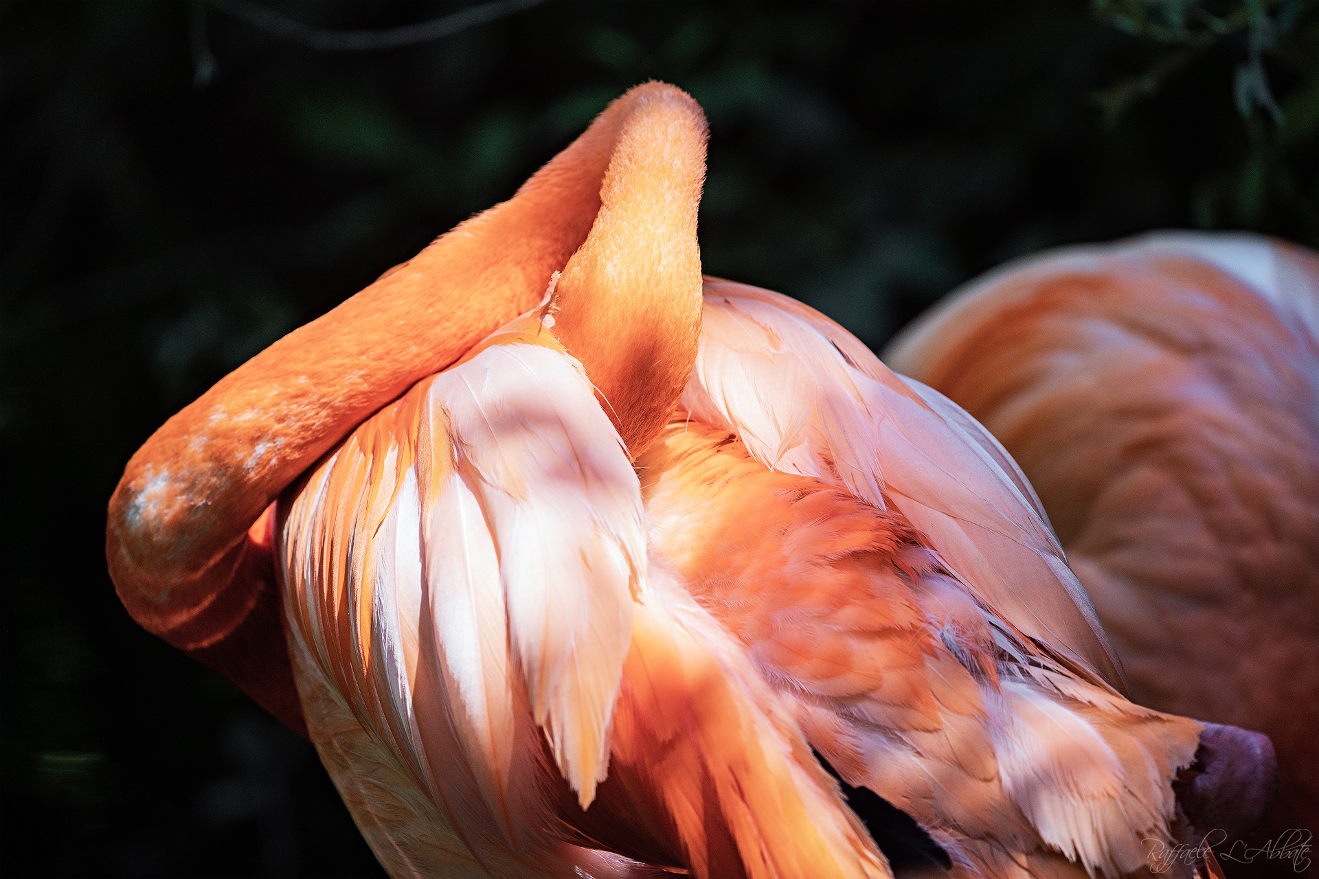 I colori del Fenicottero