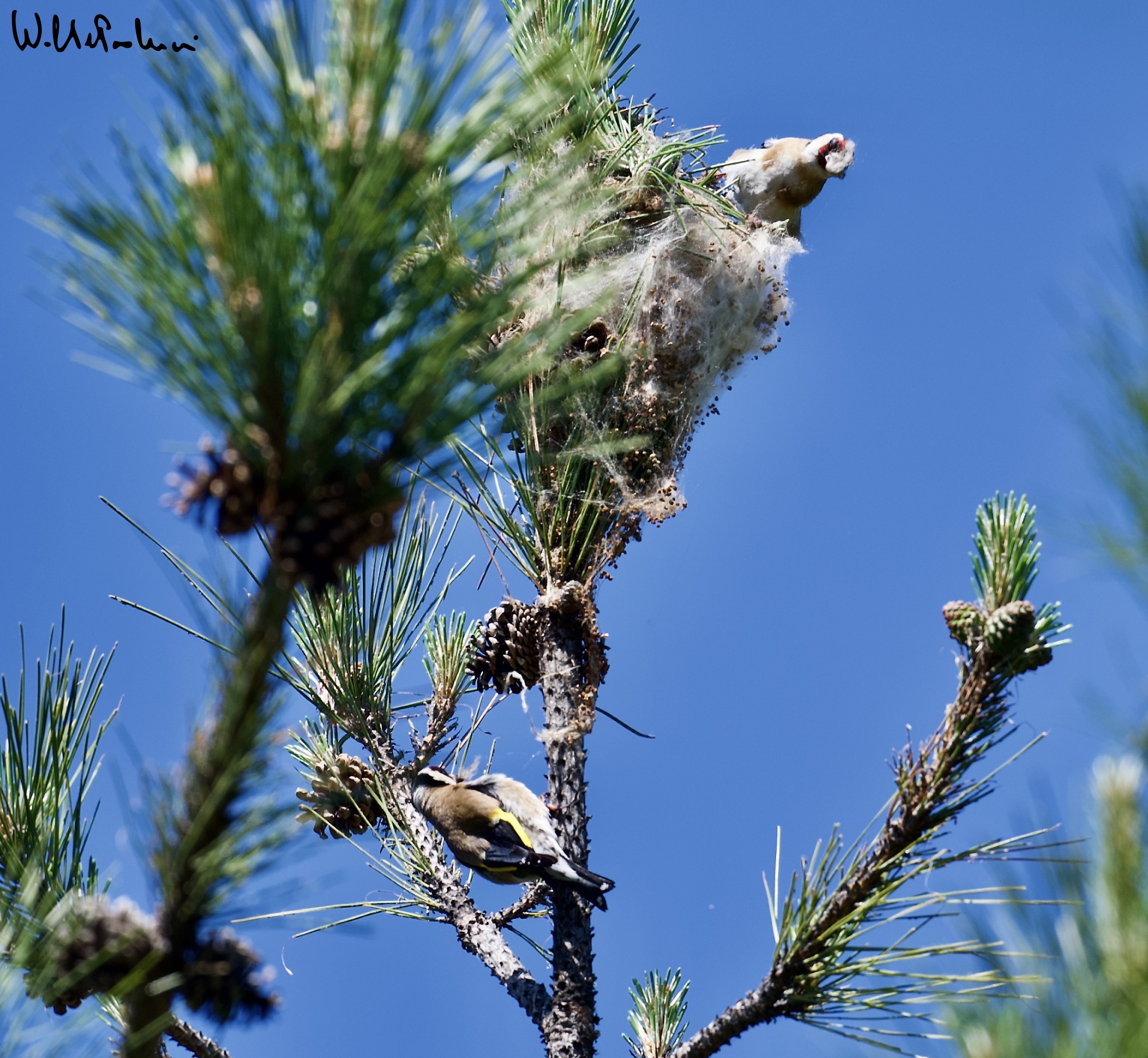 Goldfinches... lunch 1
