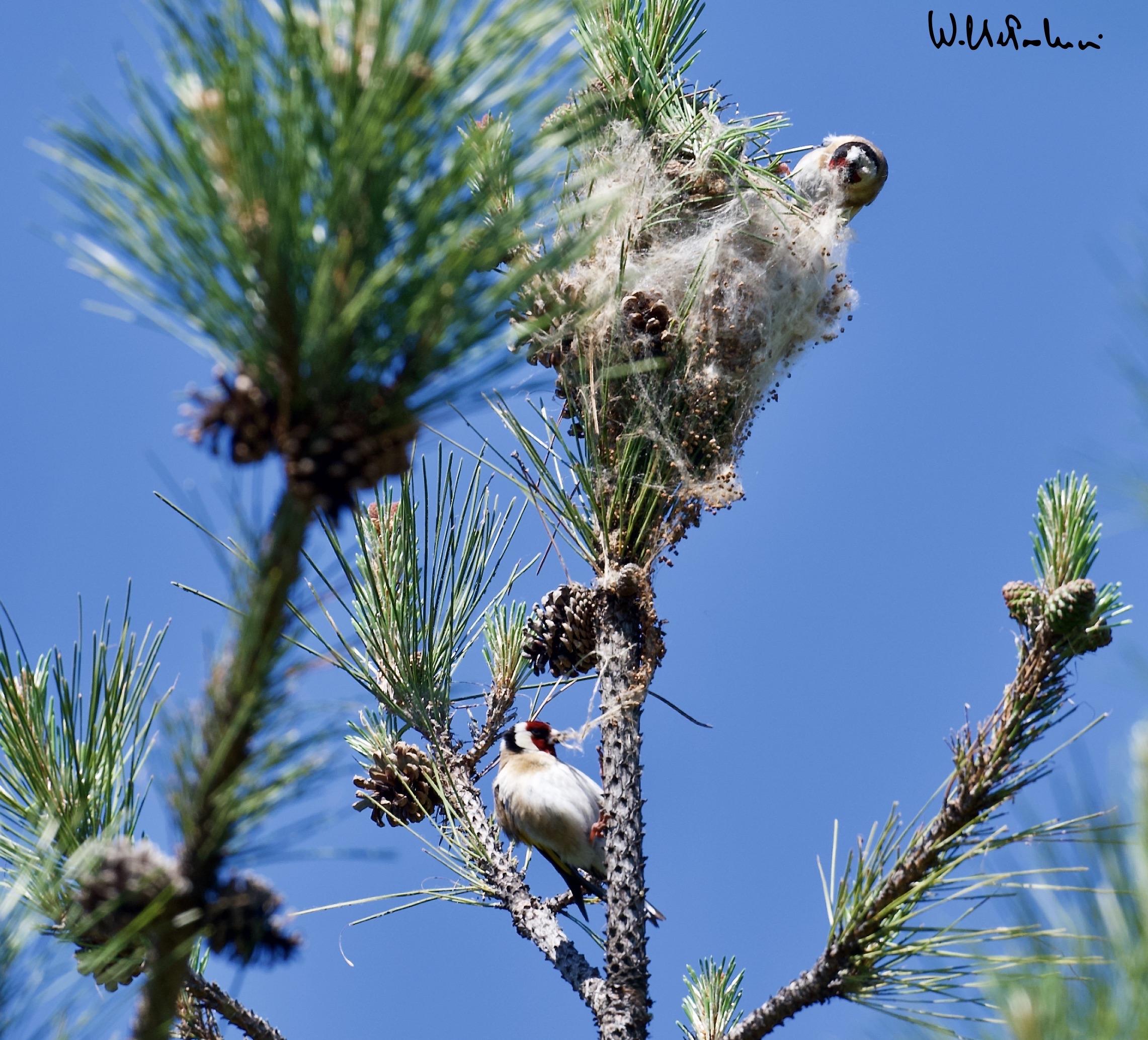 Goldfinches... lunch 2