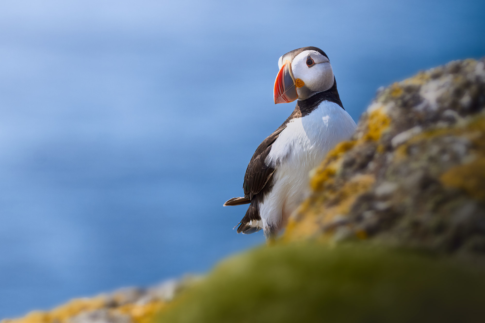 Puffin