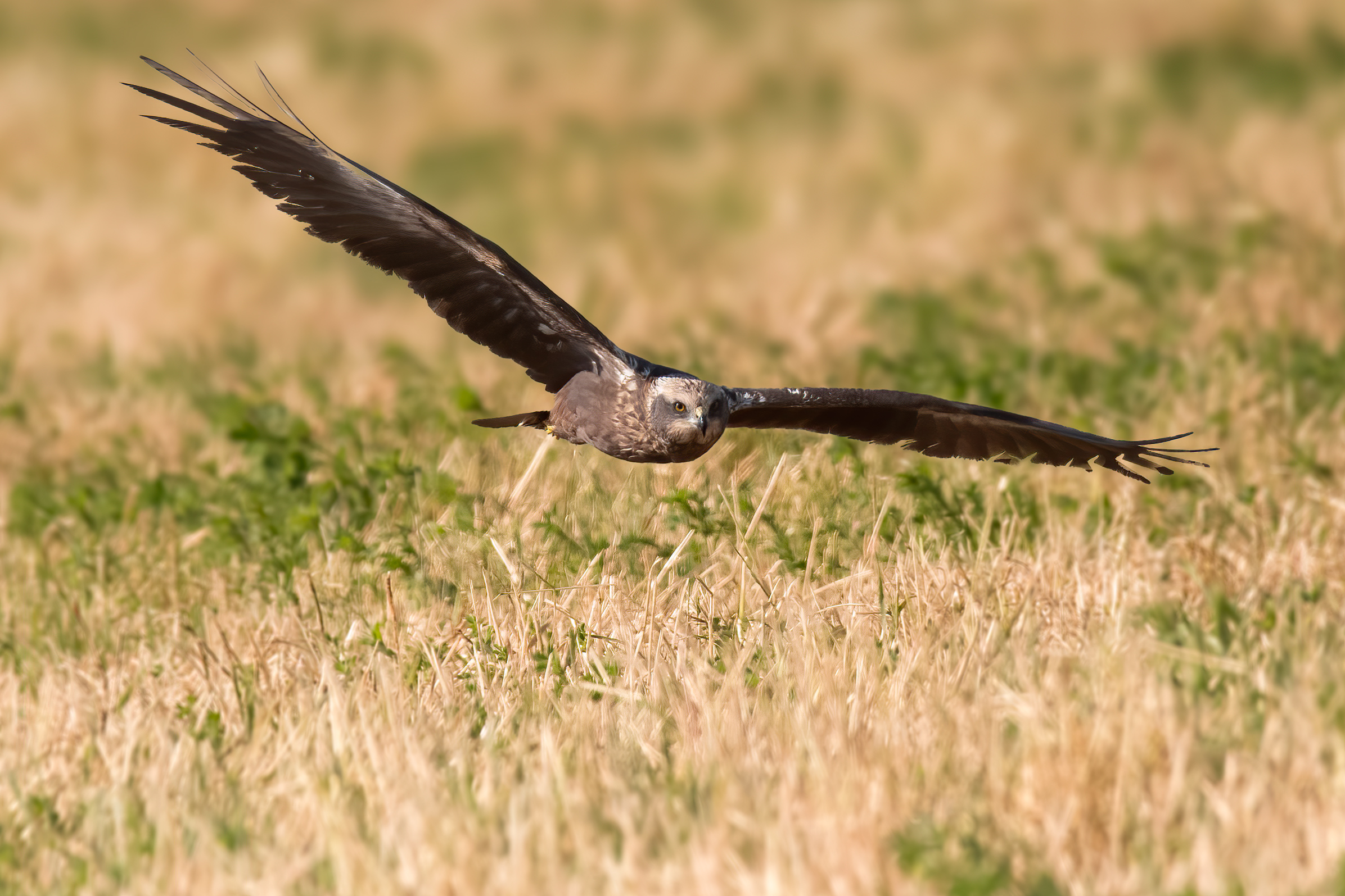 Falco di palude