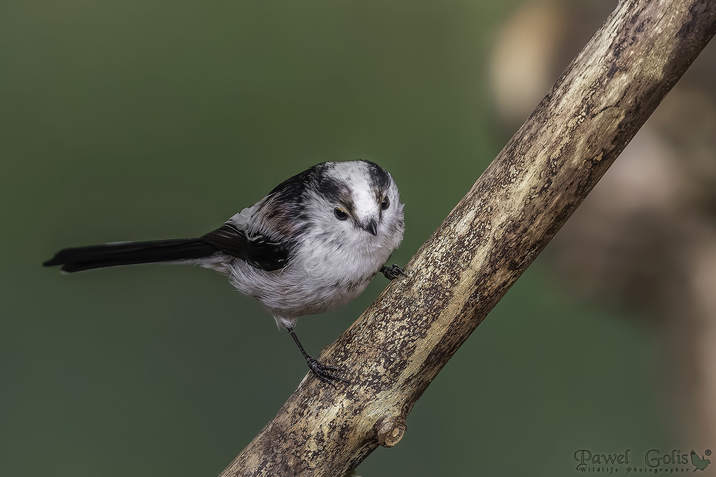 Bushtit dalla coda lunga (Aegithalos caudatus)
