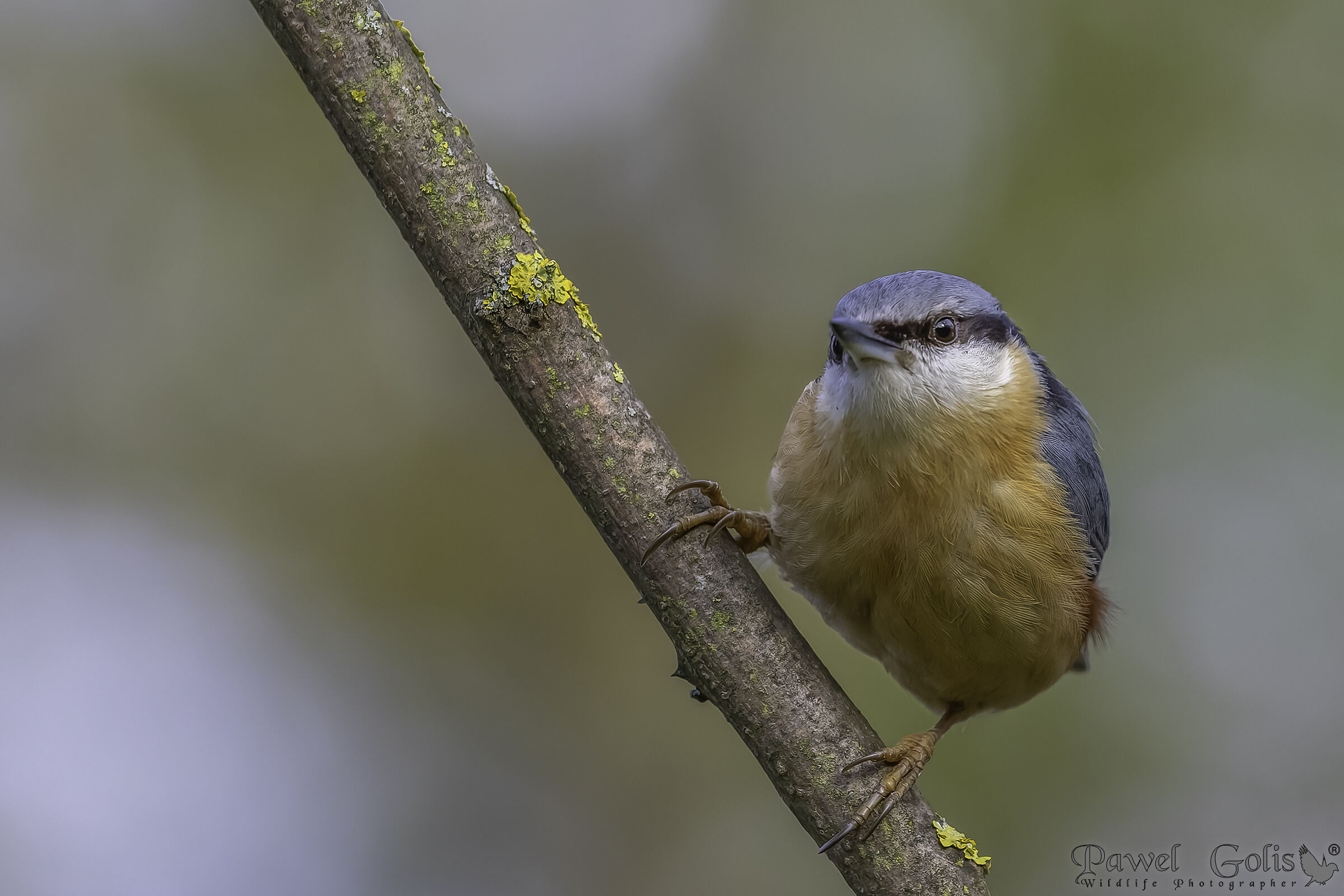Nuthatch (Sitta europaea)
