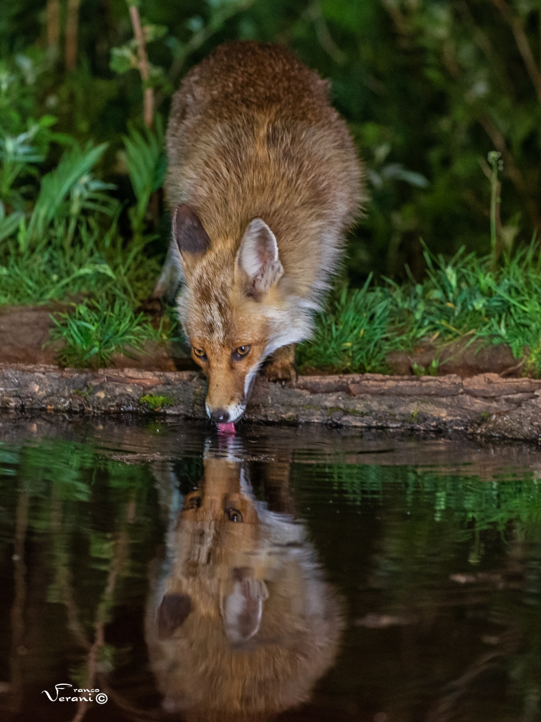 Fox at night