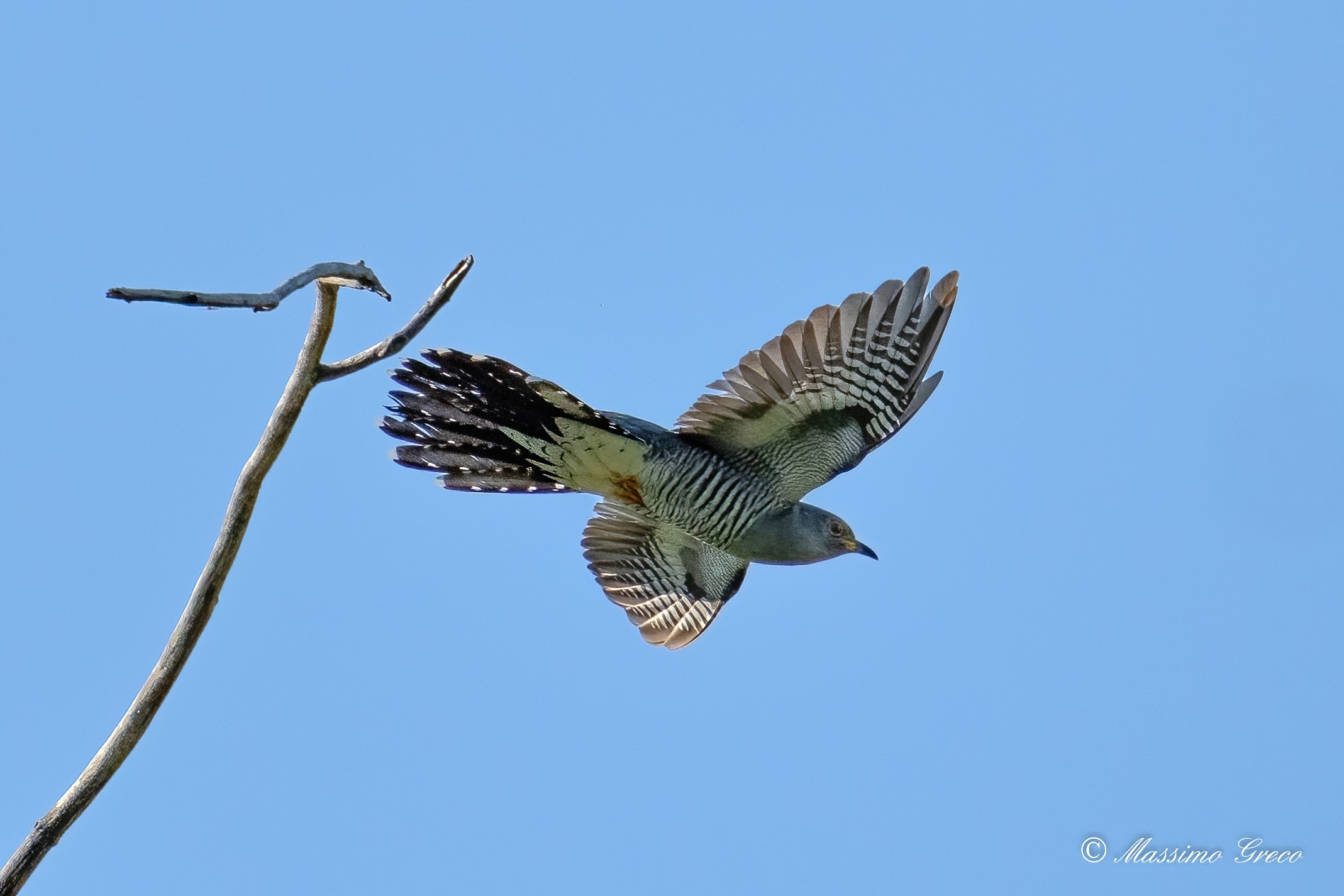 Cuculo (Cuculus canorus) Umbria, 21/5/22
