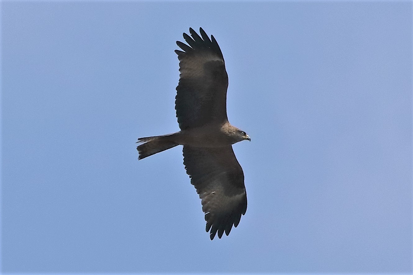 nibbio bruno 29-04-2022