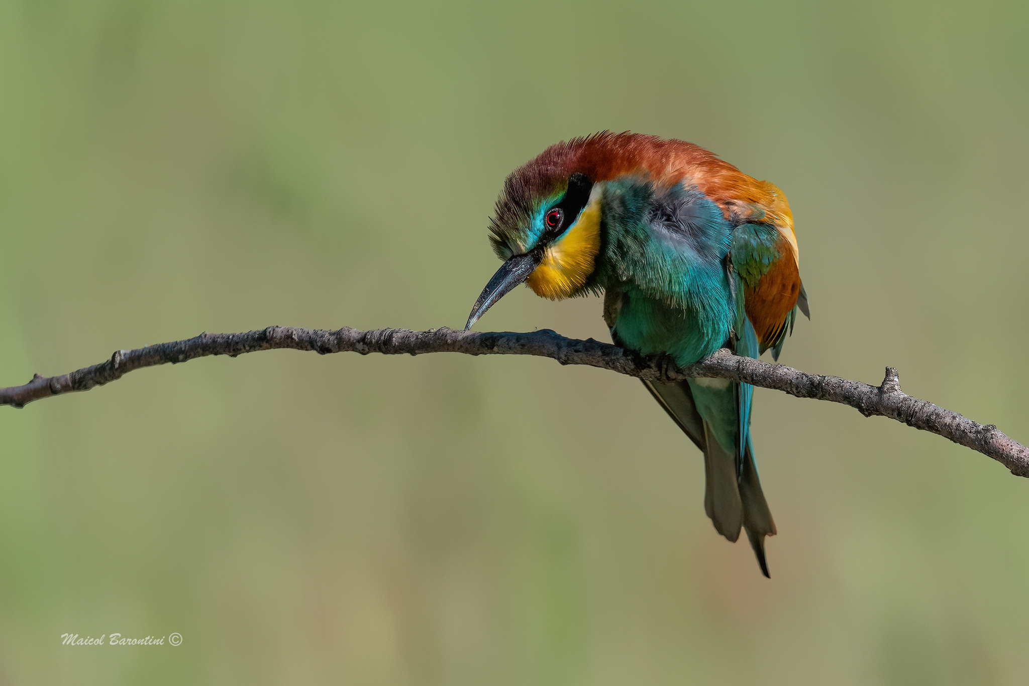 Clinging bee-eater