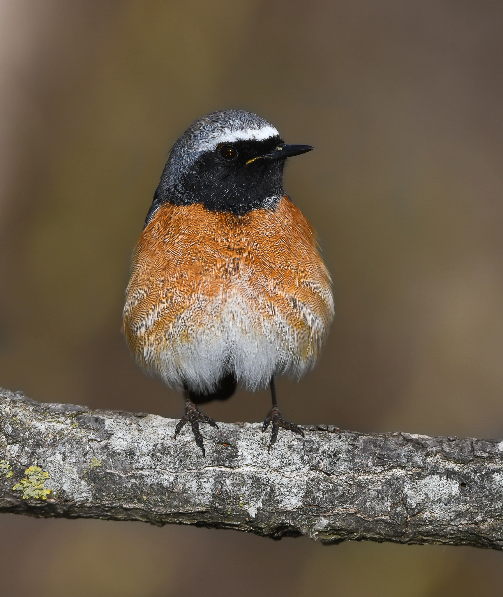 Bel maschietto di Codirosso