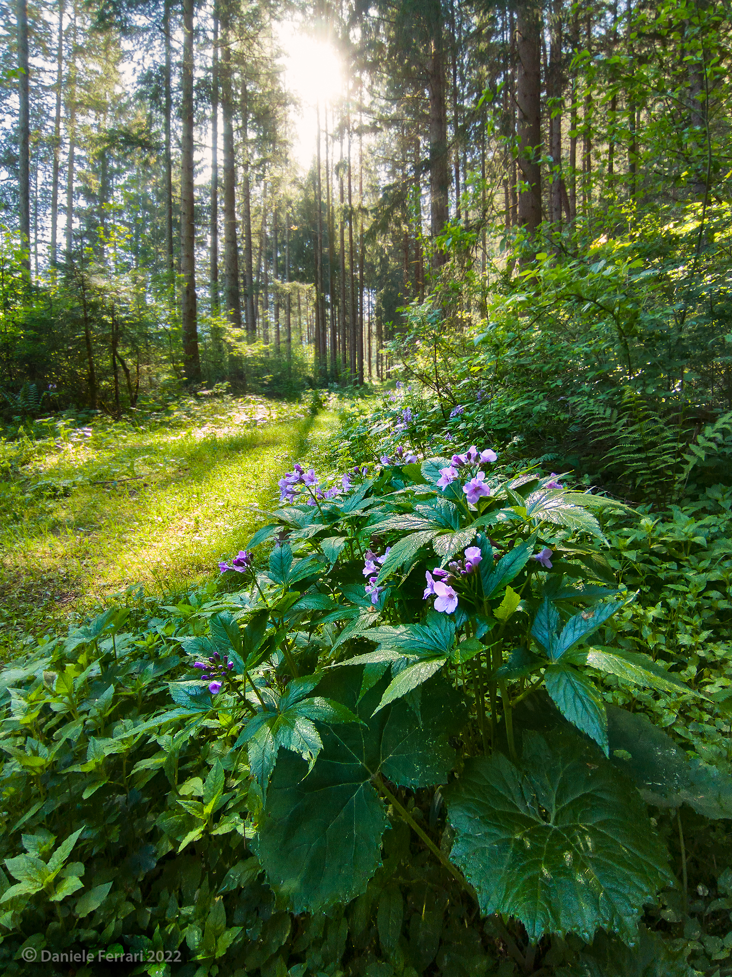 Cardamine pentaphyllos