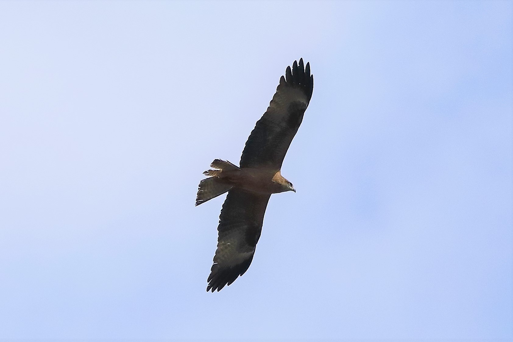 Nibbio bruno 29-04-2022