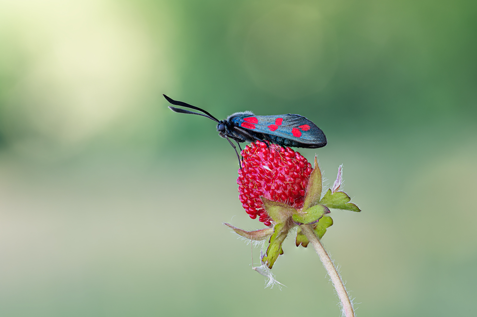 Zygaena filiendulae