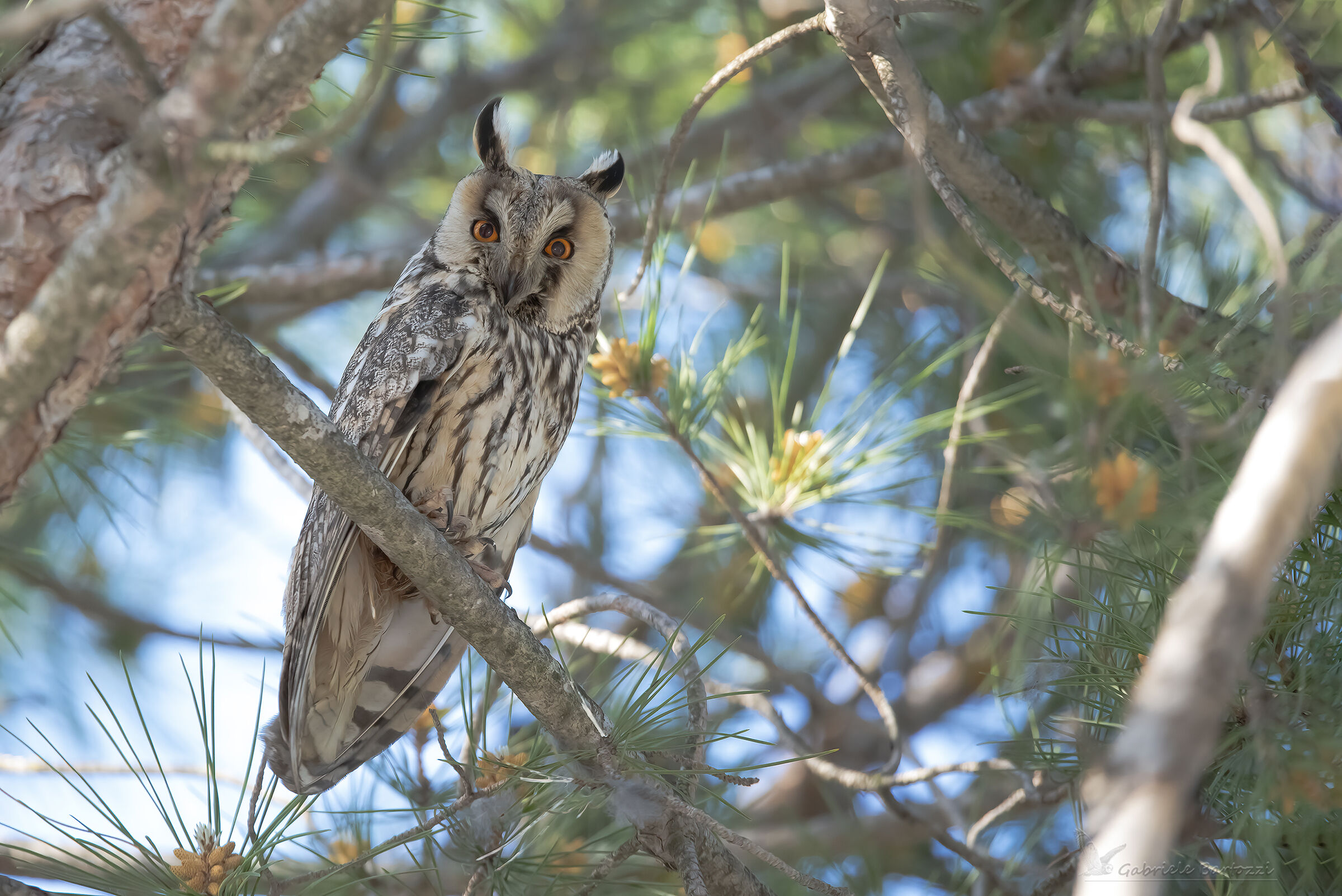 Long-eared owl