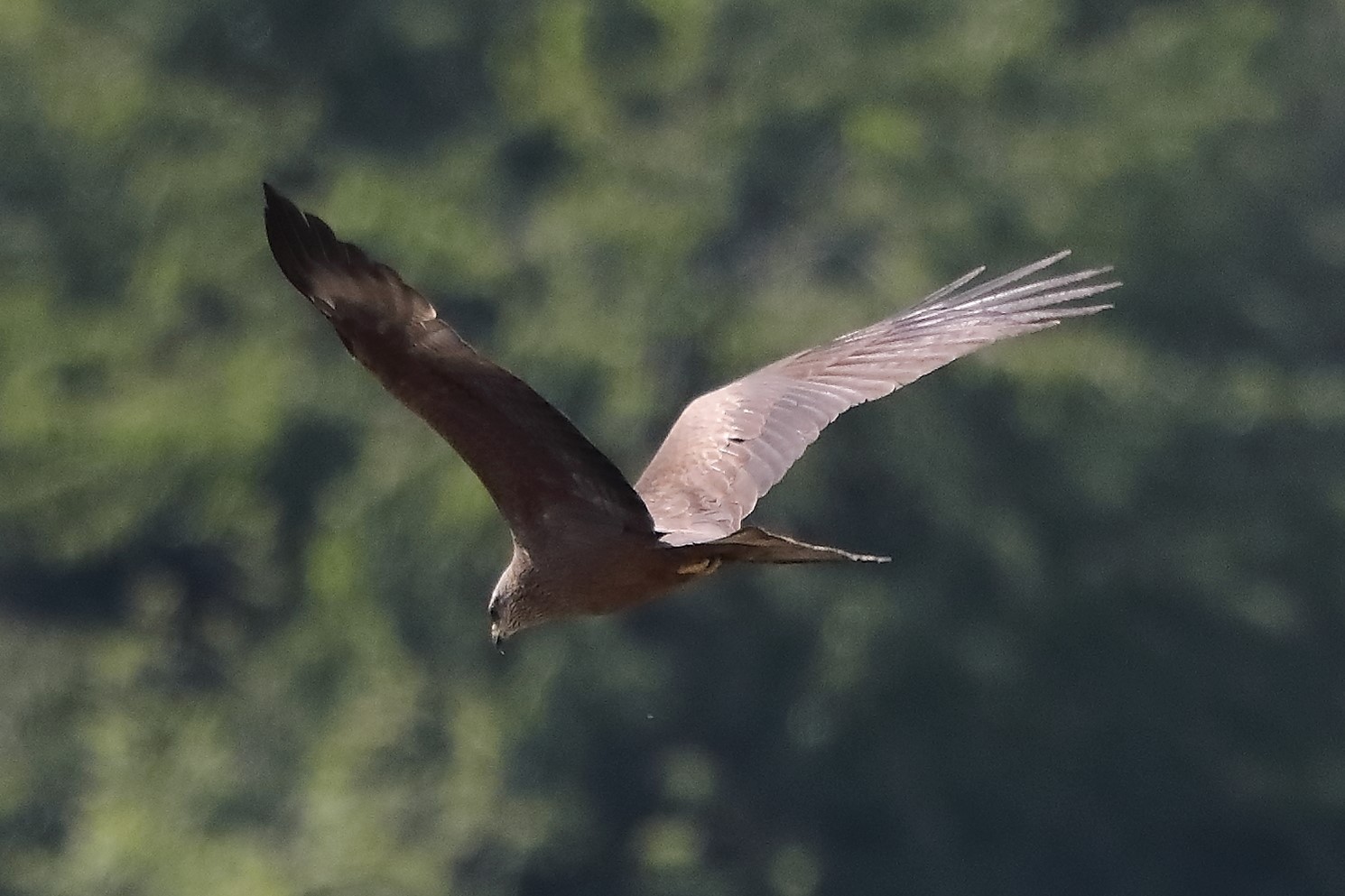 Nibbio bruno 29-04-2022