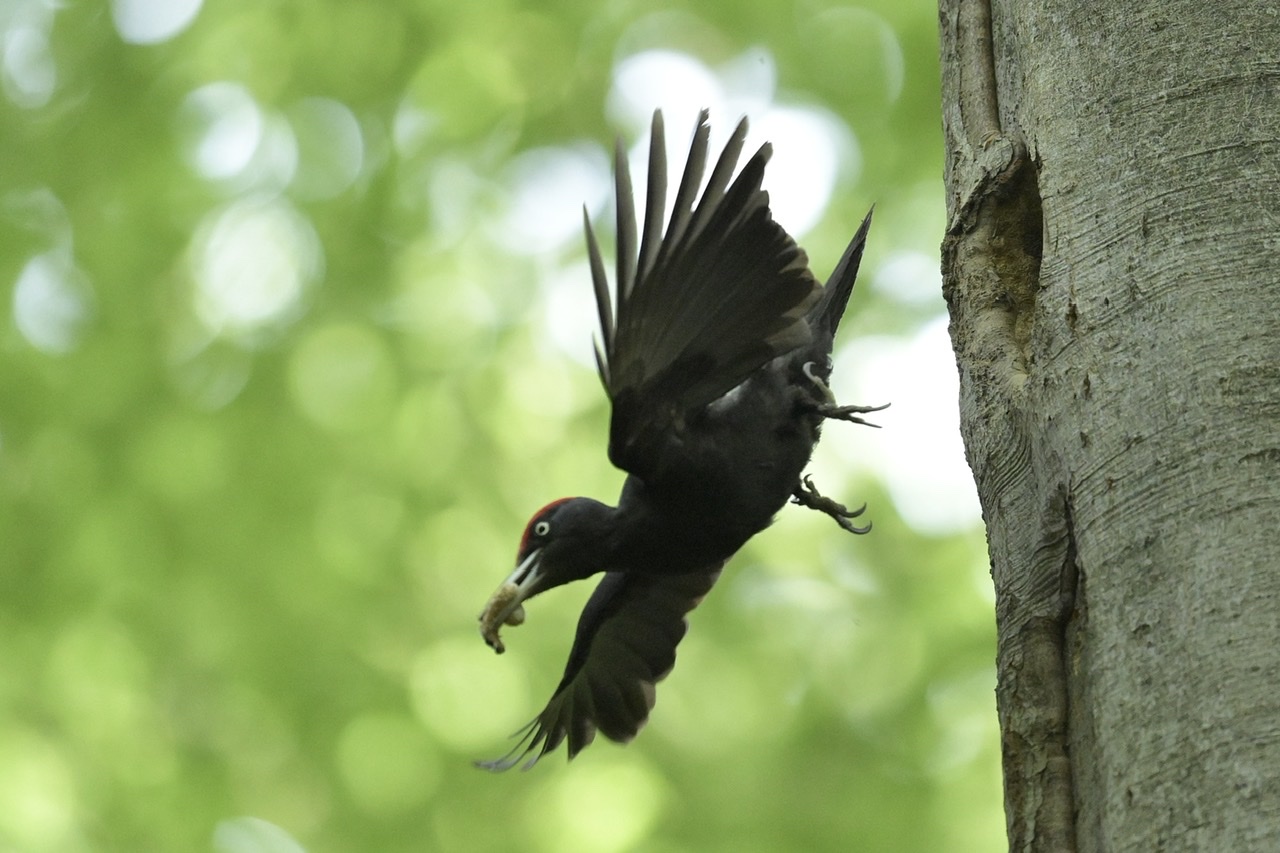 Black woodpecker