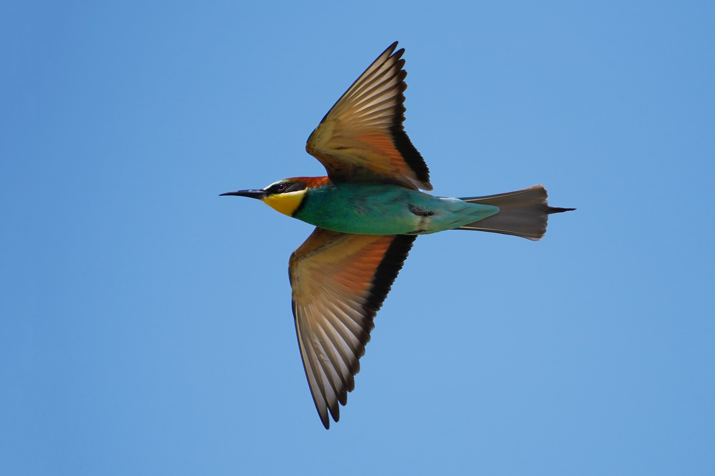 midday flight