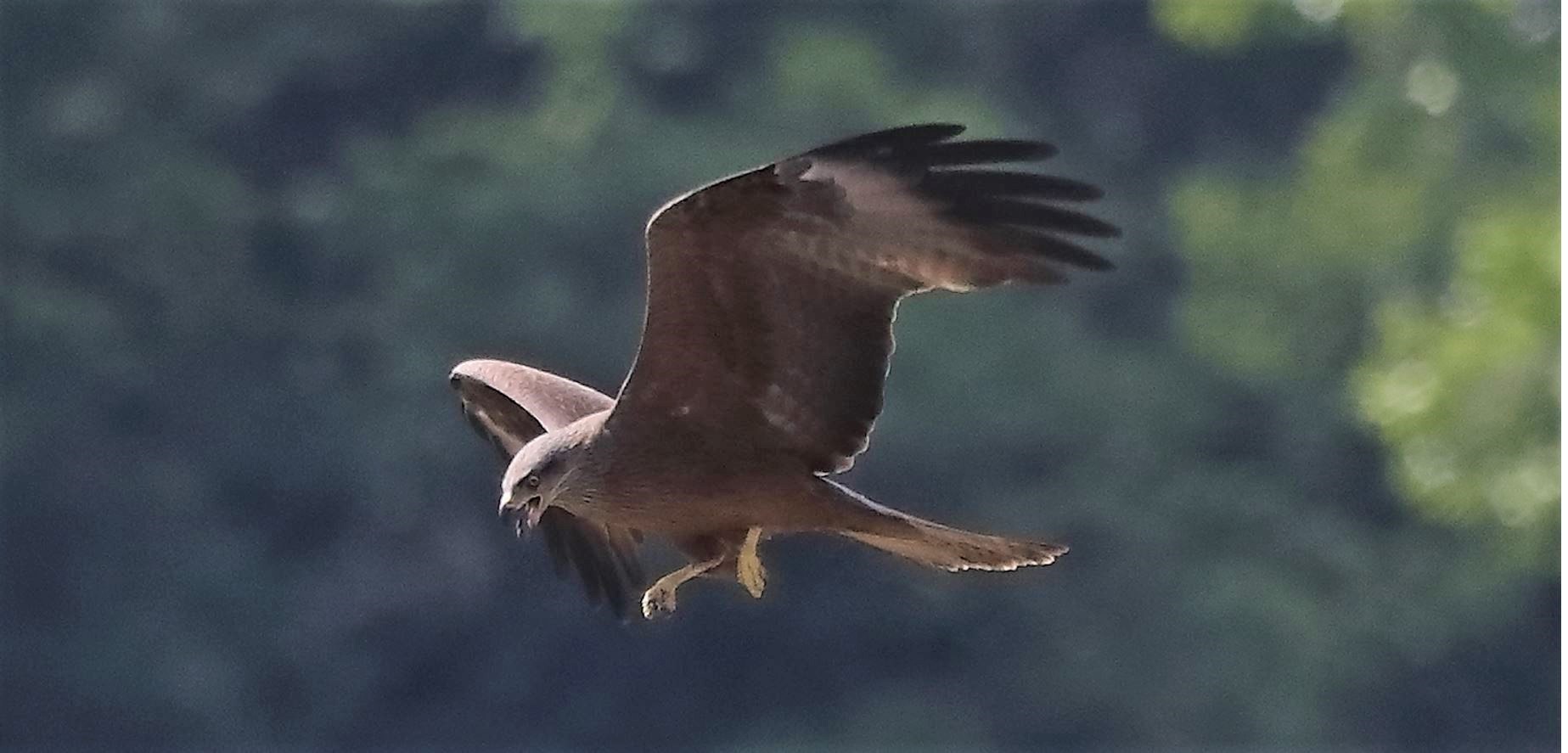 Nibbio bruno 29-04-2022